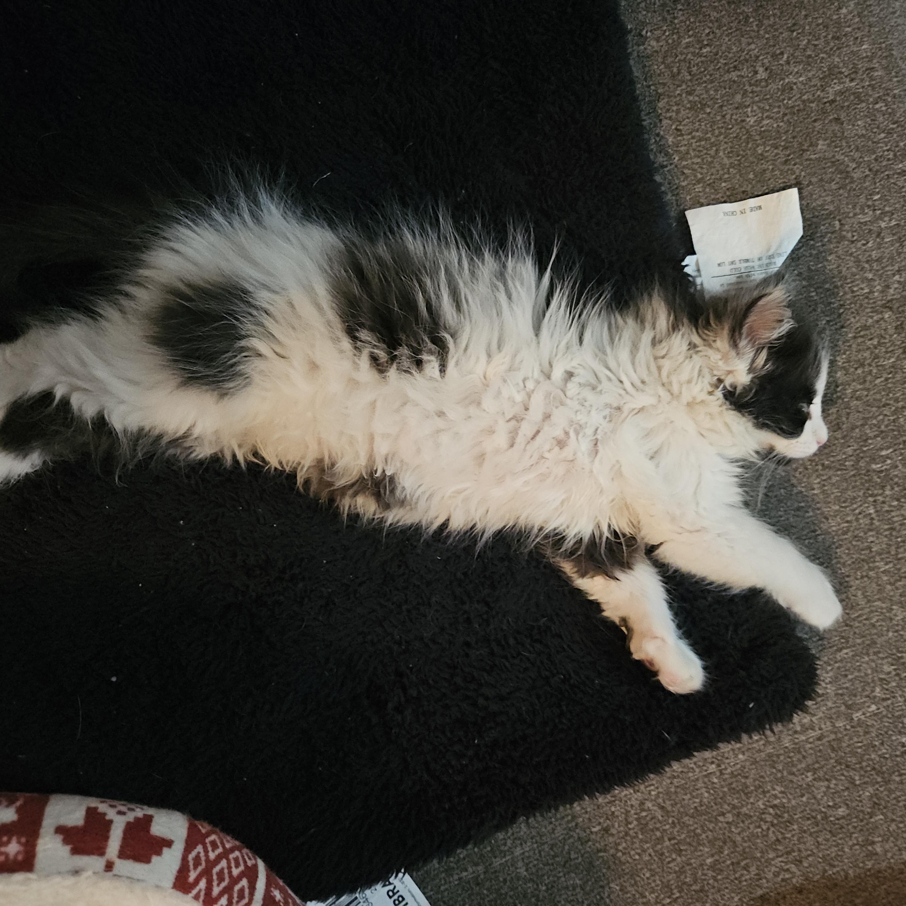 Enlarge Maverick, an adopted Domestic Medium Hair in Watertown, WI image 4/4