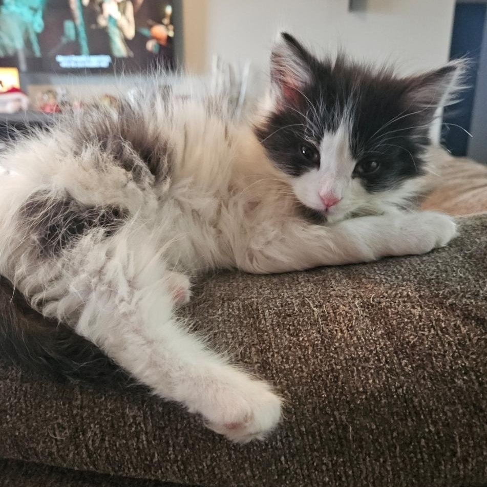 Enlarge Maverick, an adopted Domestic Medium Hair in Watertown, WI image 3/4