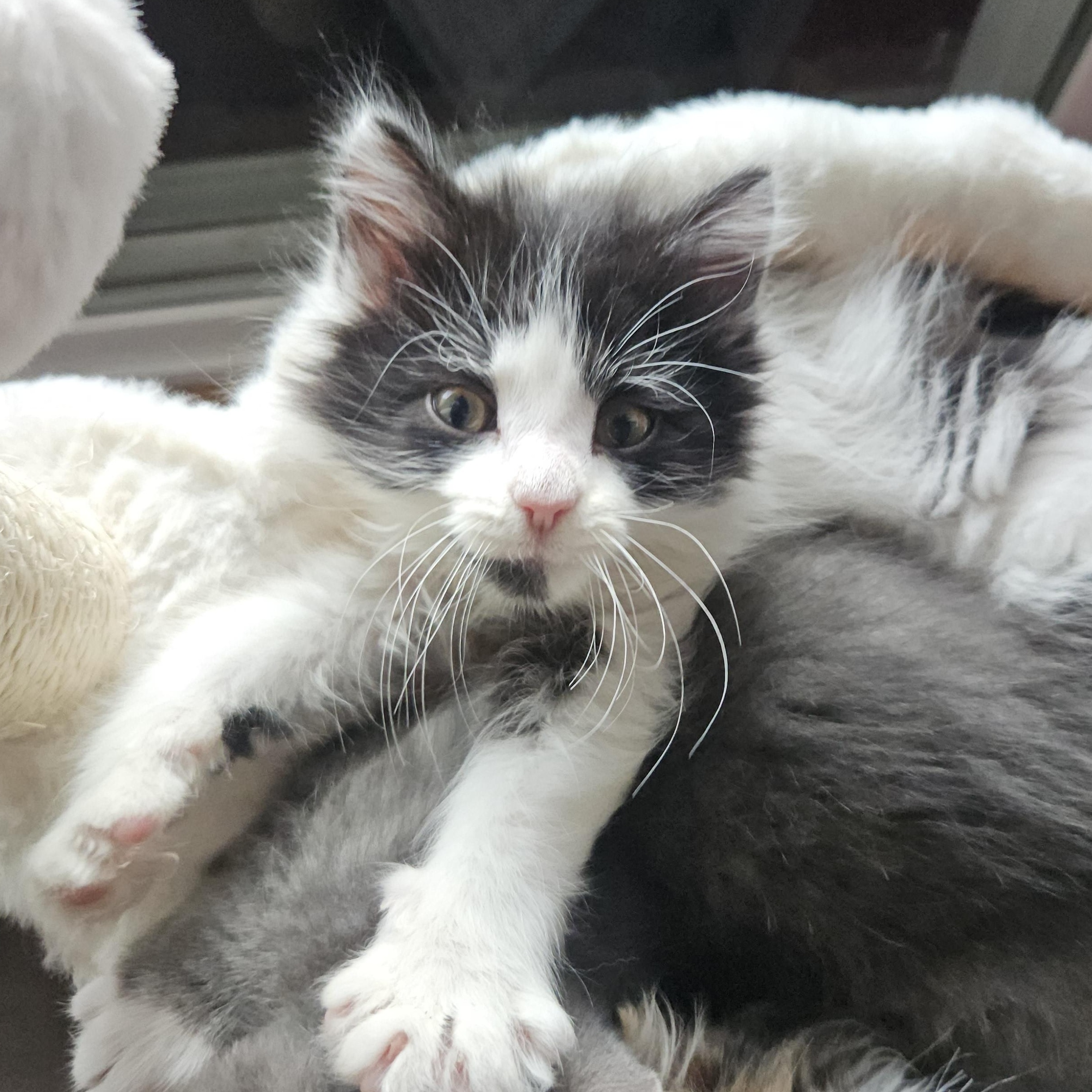 Maverick, adopted, Kitten Male Domestic Medium Hair.