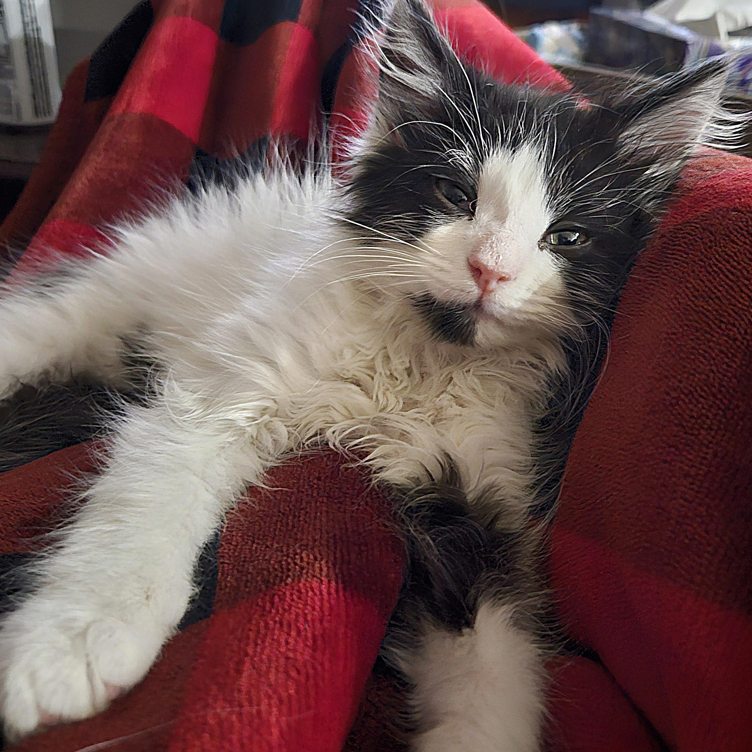 Enlarge Maverick, an adopted Domestic Medium Hair in Watertown, WI image 2/4