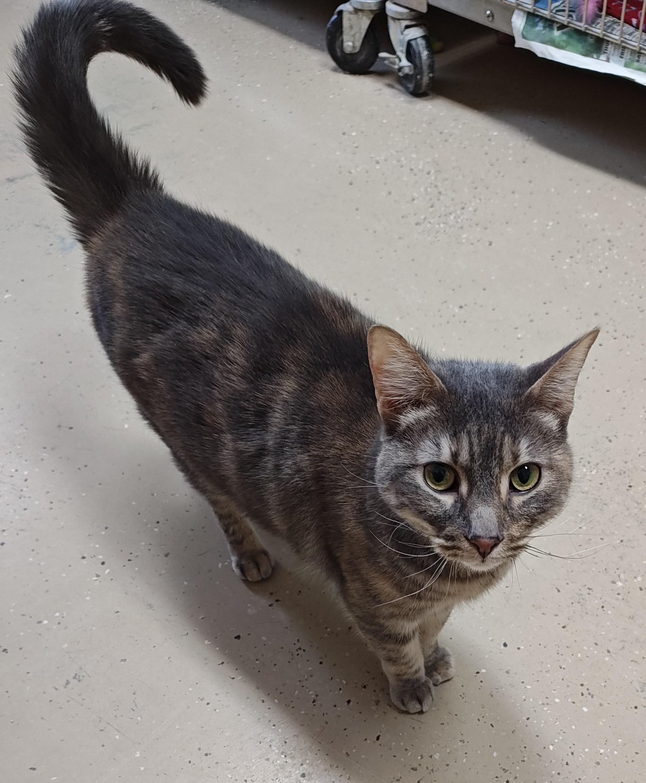 Enlarge Kawther(F) and Zaid(M) (BONDED PAIR), a Adoptable Domestic Short Hair in Wahpeton, ND image 4/4