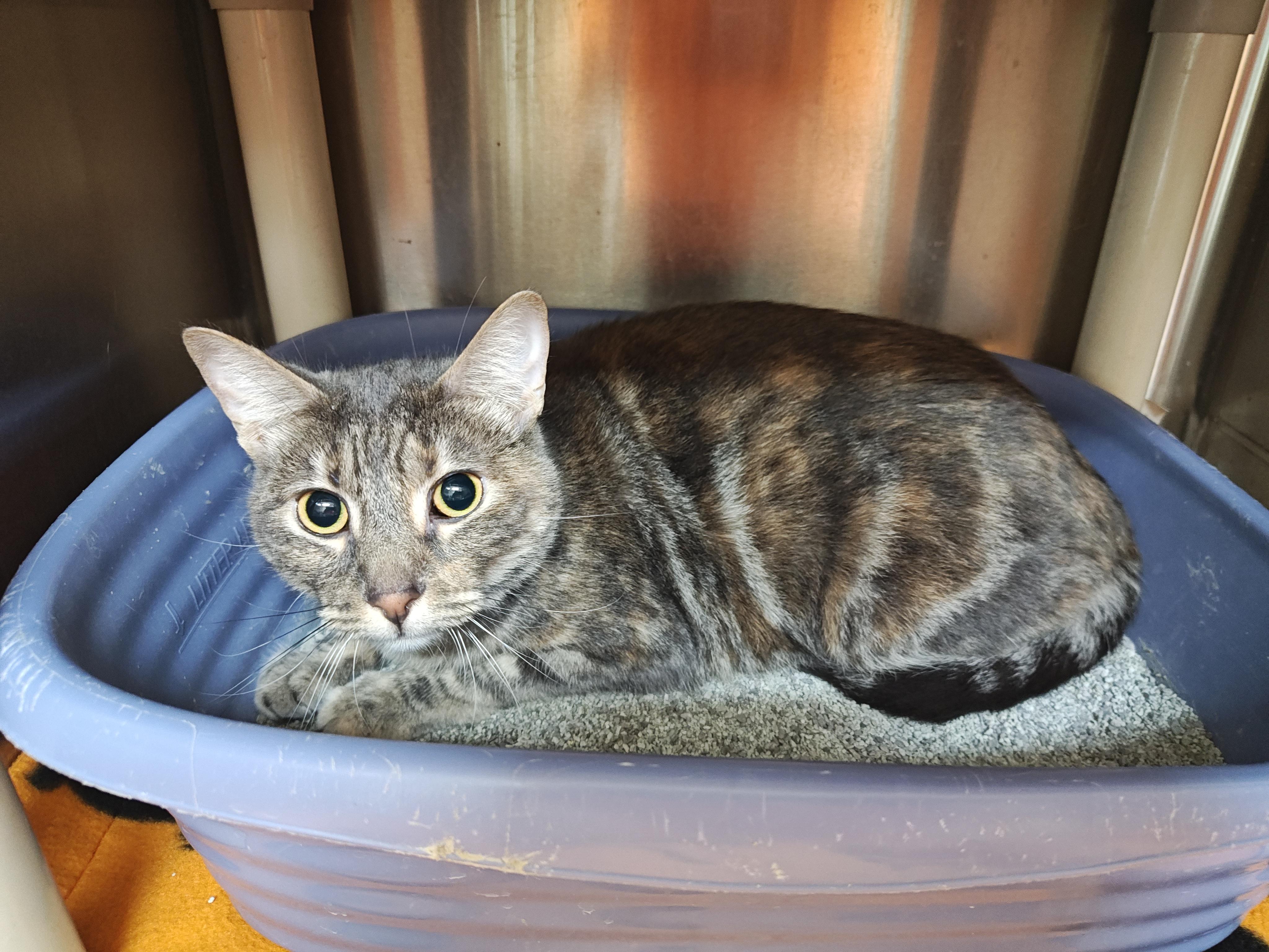 Enlarge Kawther(F) and Zaid(M) (BONDED PAIR), a Adoptable Domestic Short Hair in Wahpeton, ND image 2/3