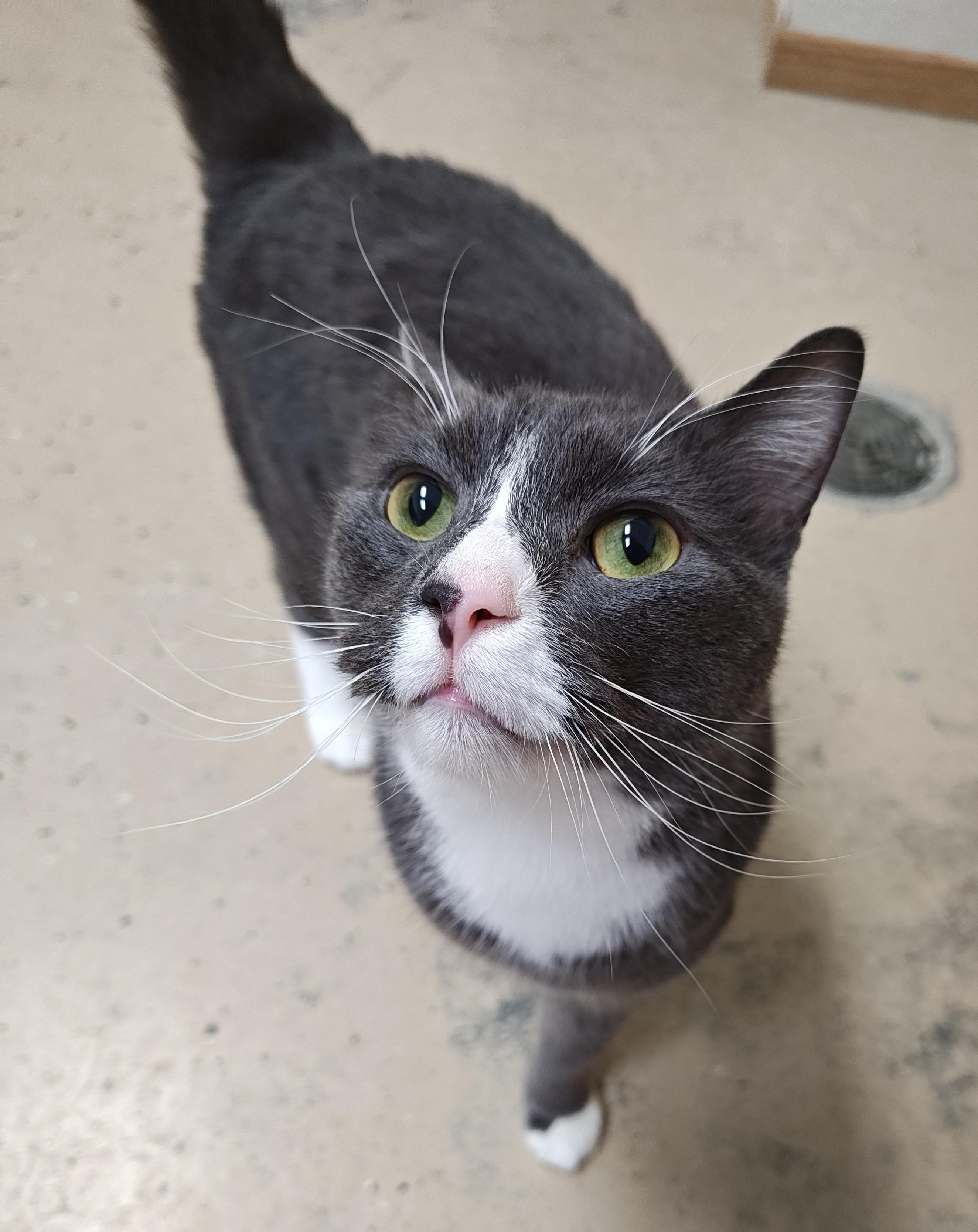 Enlarge Kawther(F) and Zaid(M) (BONDED PAIR), a Adoptable Domestic Short Hair in Wahpeton, ND image 3/4