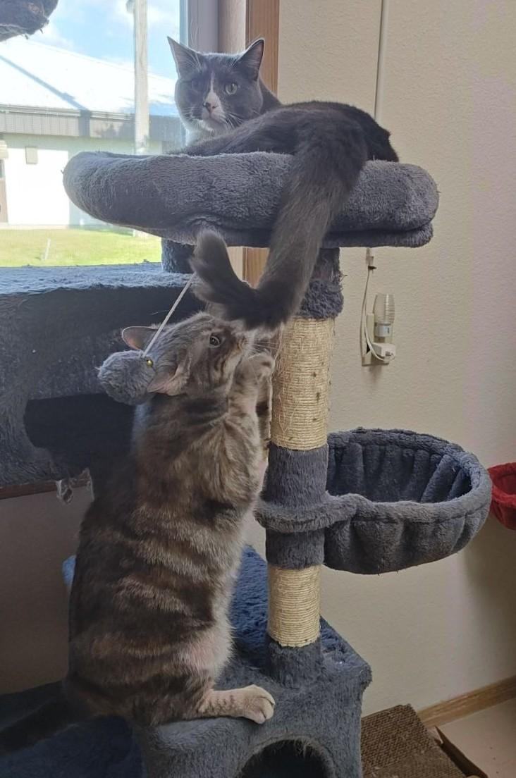 Kawther(F) and Zaid(M) (BONDED PAIR), adoptable, Adult Male Domestic Short Hair.