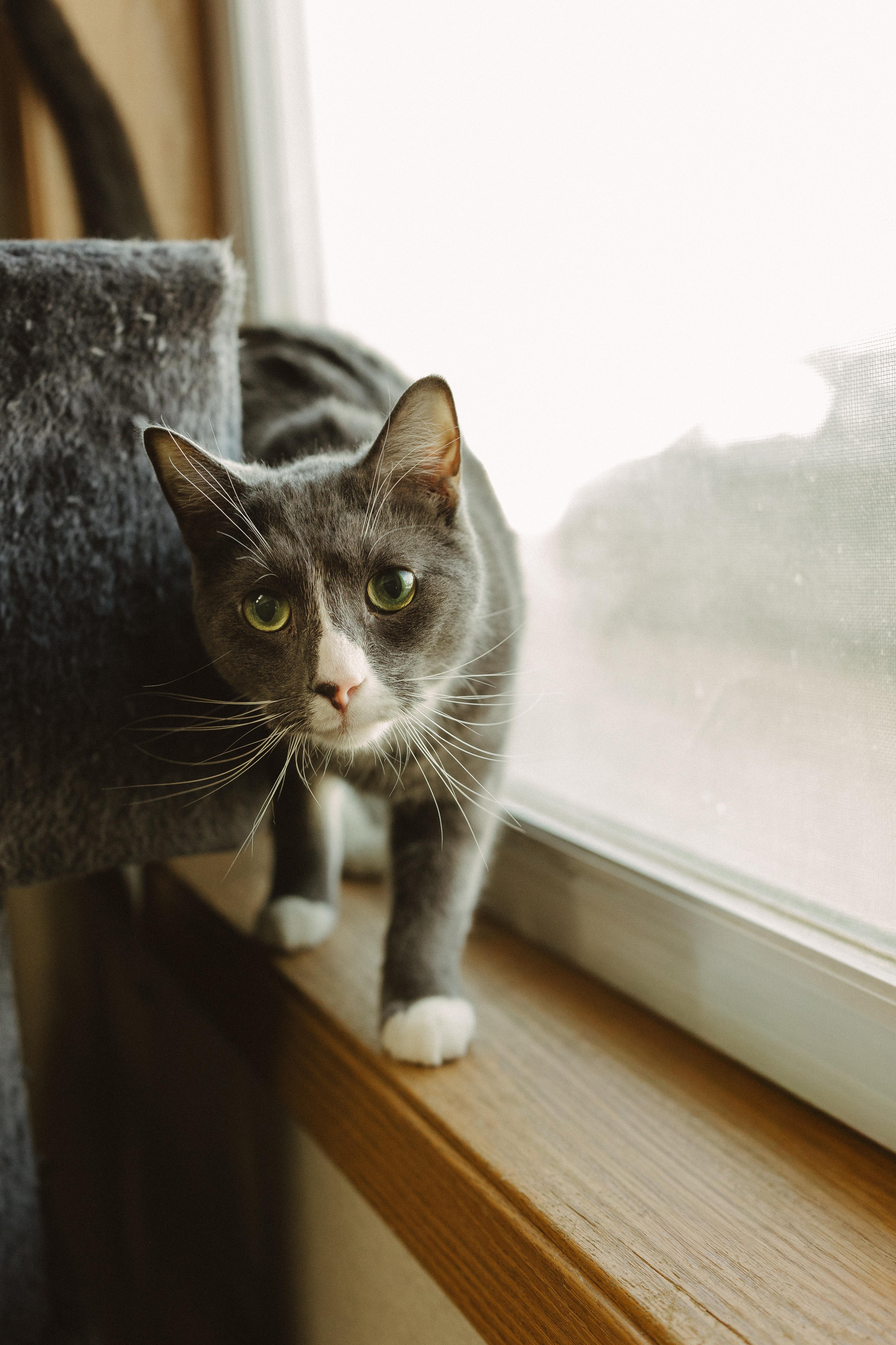 Enlarge Kawther(F) and Zaid(M) (BONDED PAIR), a Adoptable Domestic Short Hair in Wahpeton, ND image 5/6