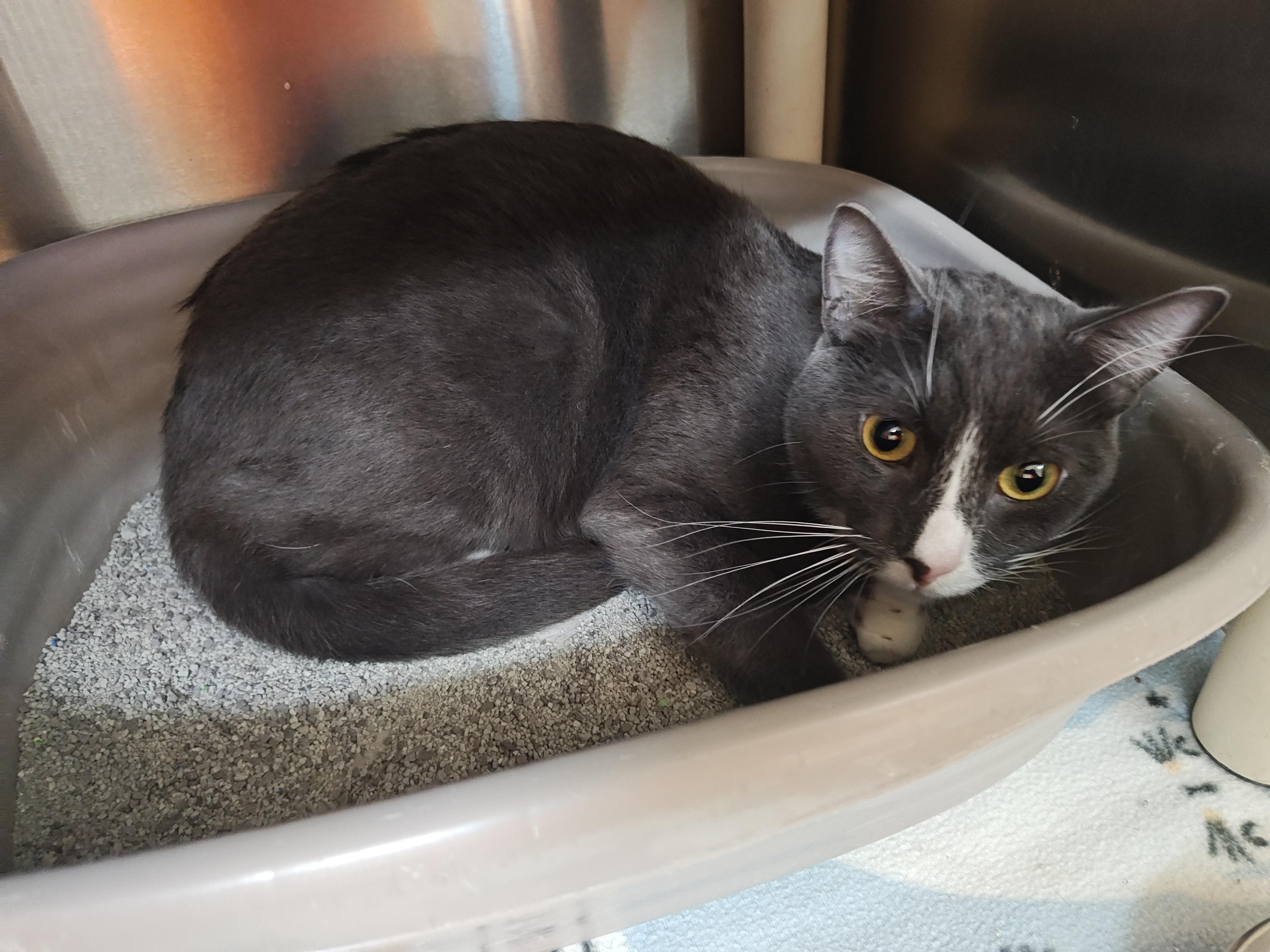 Enlarge Kawther(F) and Zaid(M) (BONDED PAIR), a Adoptable Domestic Short Hair in Wahpeton, ND image 3/3