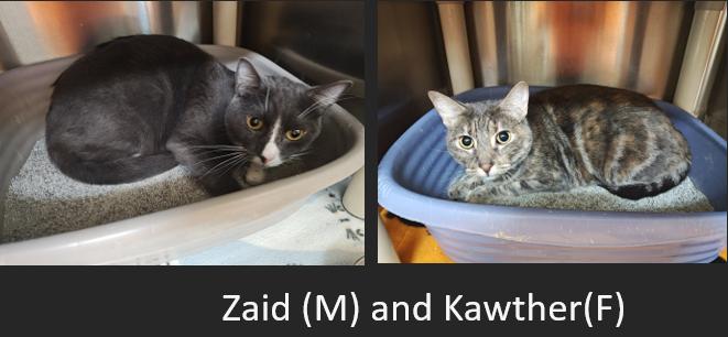 Enlarge Kawther(F) and Zaid(M) (BONDED PAIR), a Adoptable Domestic Short Hair in Wahpeton, ND image 1/3
