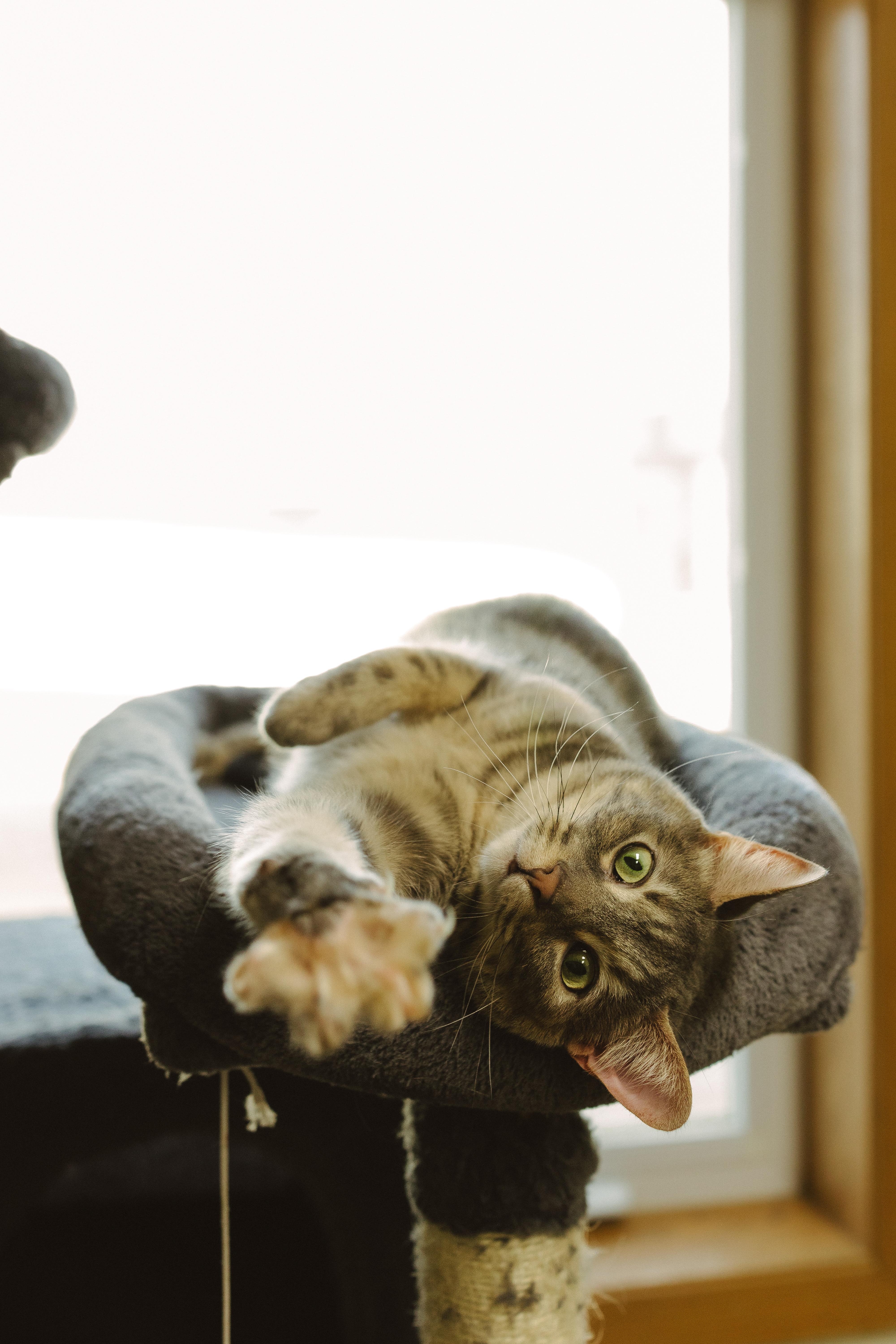 Enlarge Kawther(F) and Zaid(M) (BONDED PAIR), a Adoptable Domestic Short Hair in Wahpeton, ND image 6/6