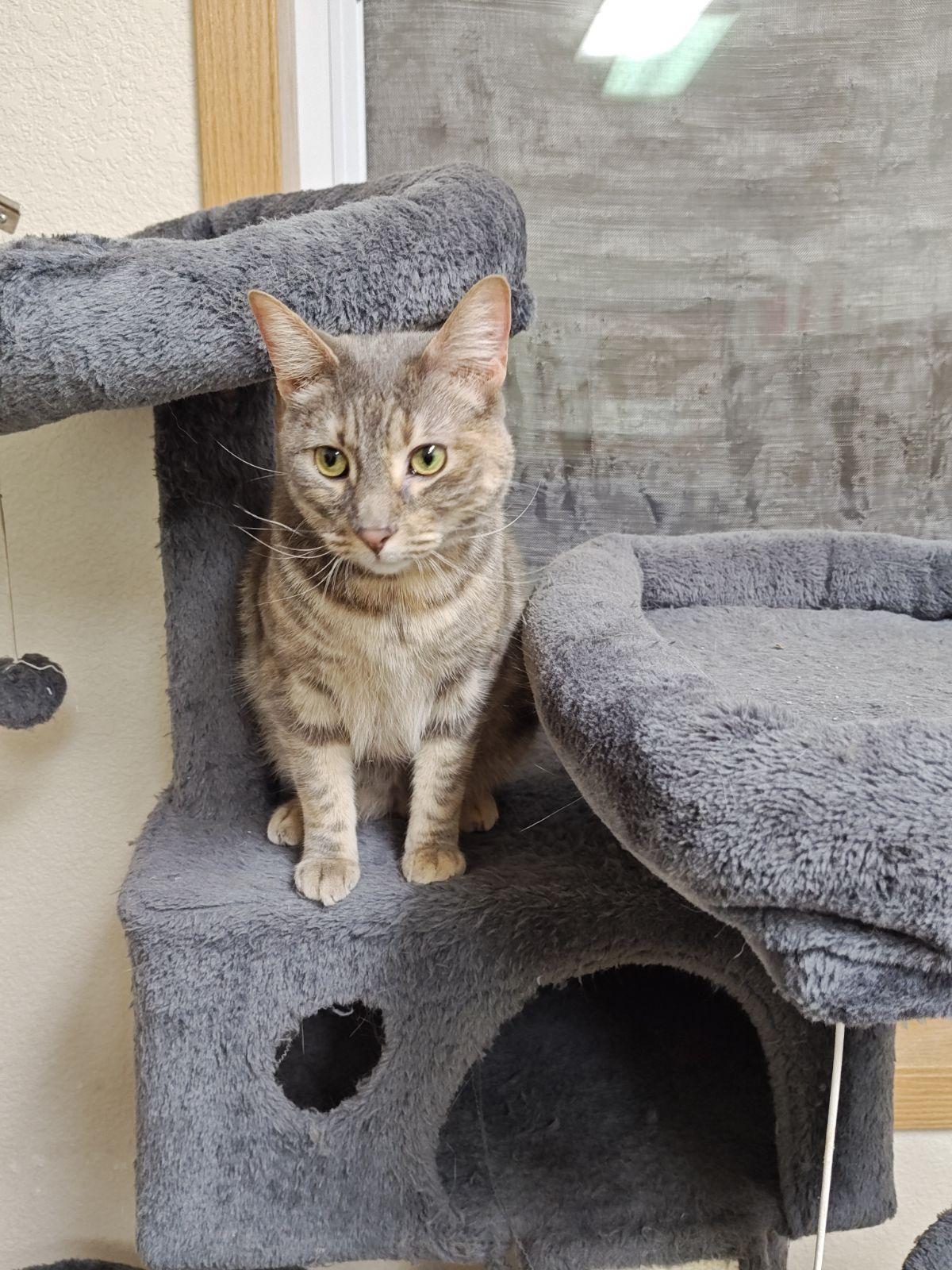 Enlarge Kawther(F) and Zaid(M) (BONDED PAIR), a Adoptable Domestic Short Hair in Wahpeton, ND image 2/4