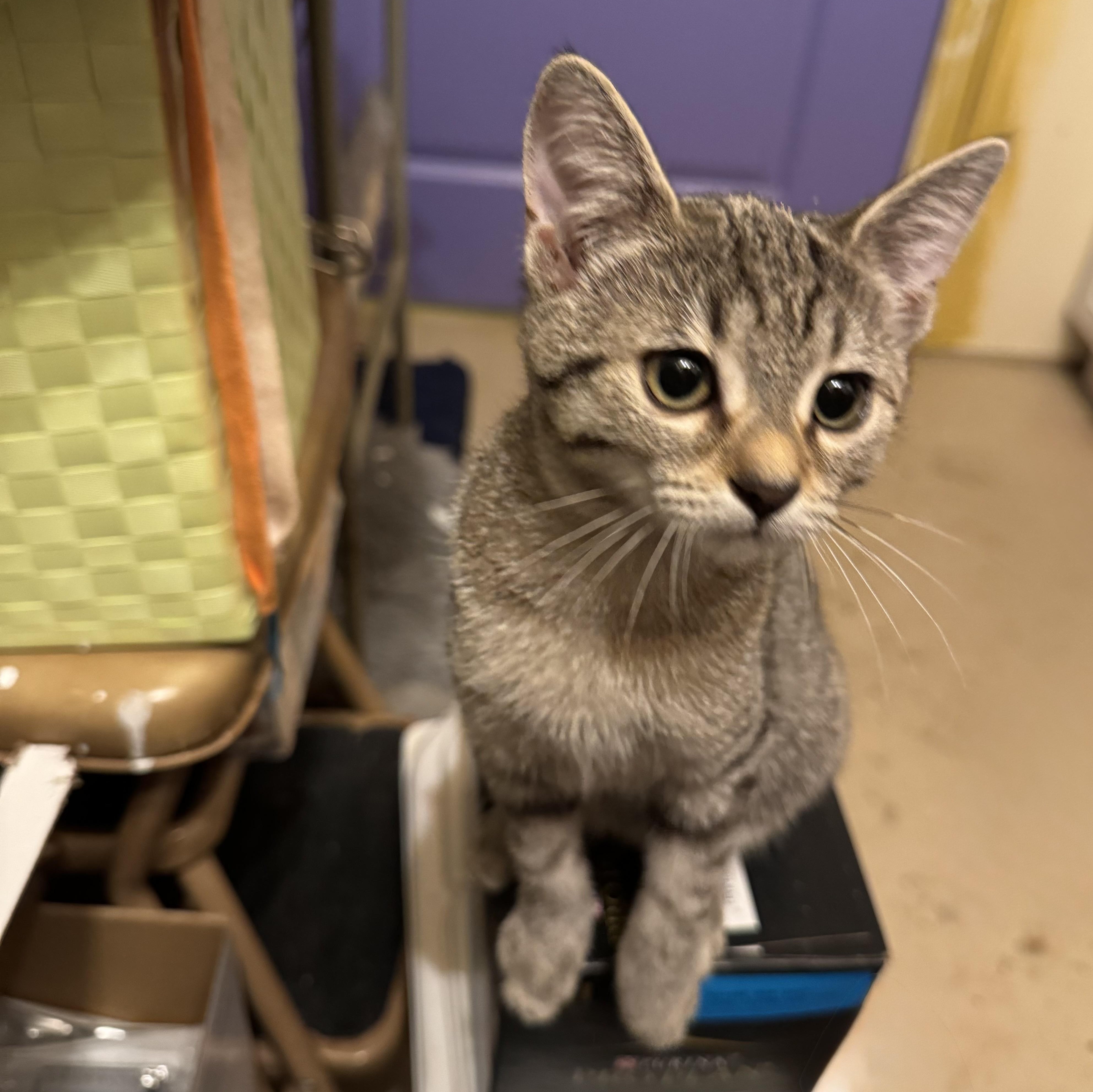 Lima Bean, an adopted Domestic Short Hair in MABLETON, GA image 2/3