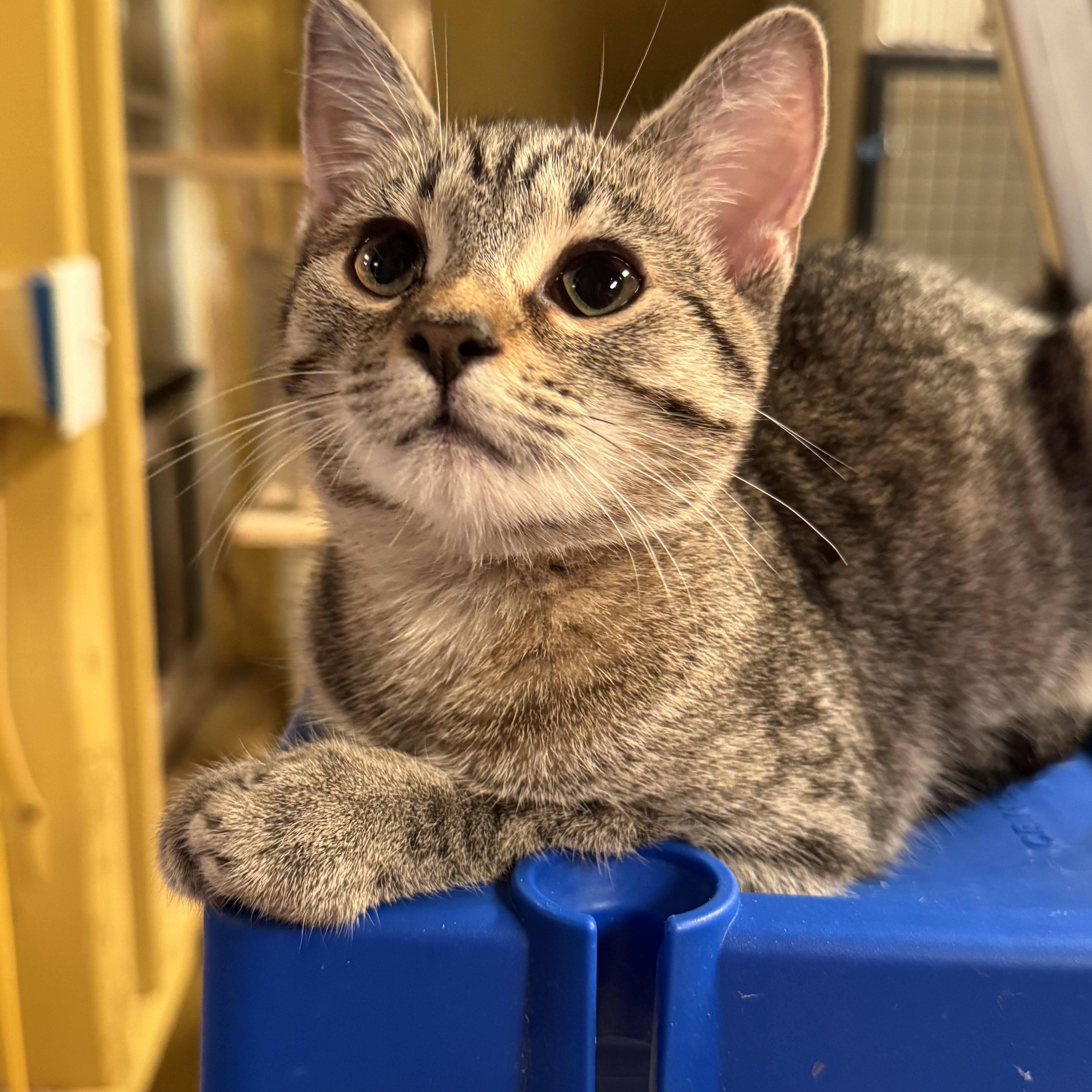 Lima Bean, an adopted Domestic Short Hair in MABLETON, GA image 1/3