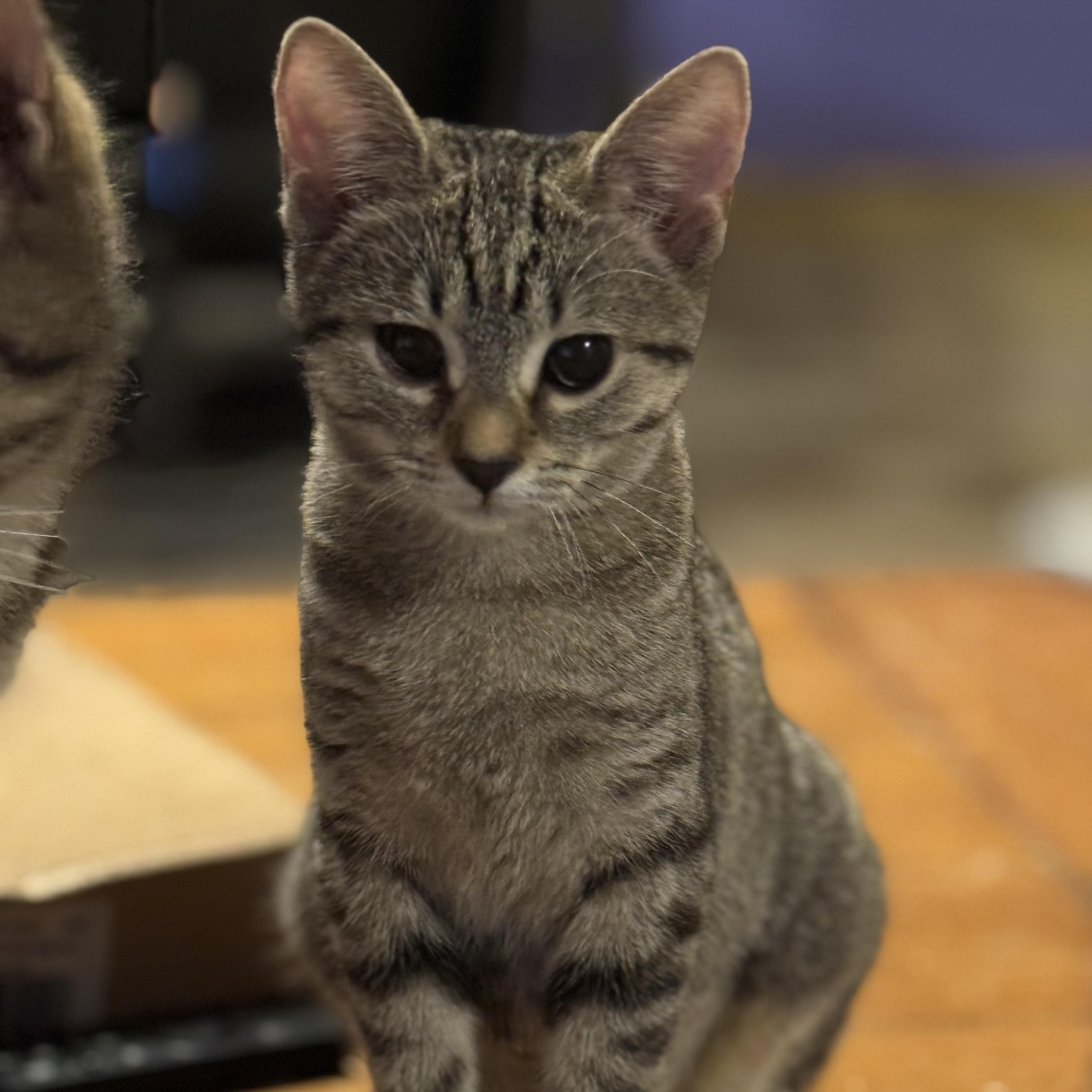Lima Bean, an adopted Domestic Short Hair in MABLETON, GA image 3/3