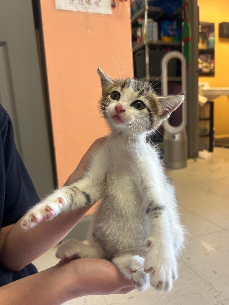 Enlarge Leg, a Adoptable mixed breed in Morgantown, KY image 1/1