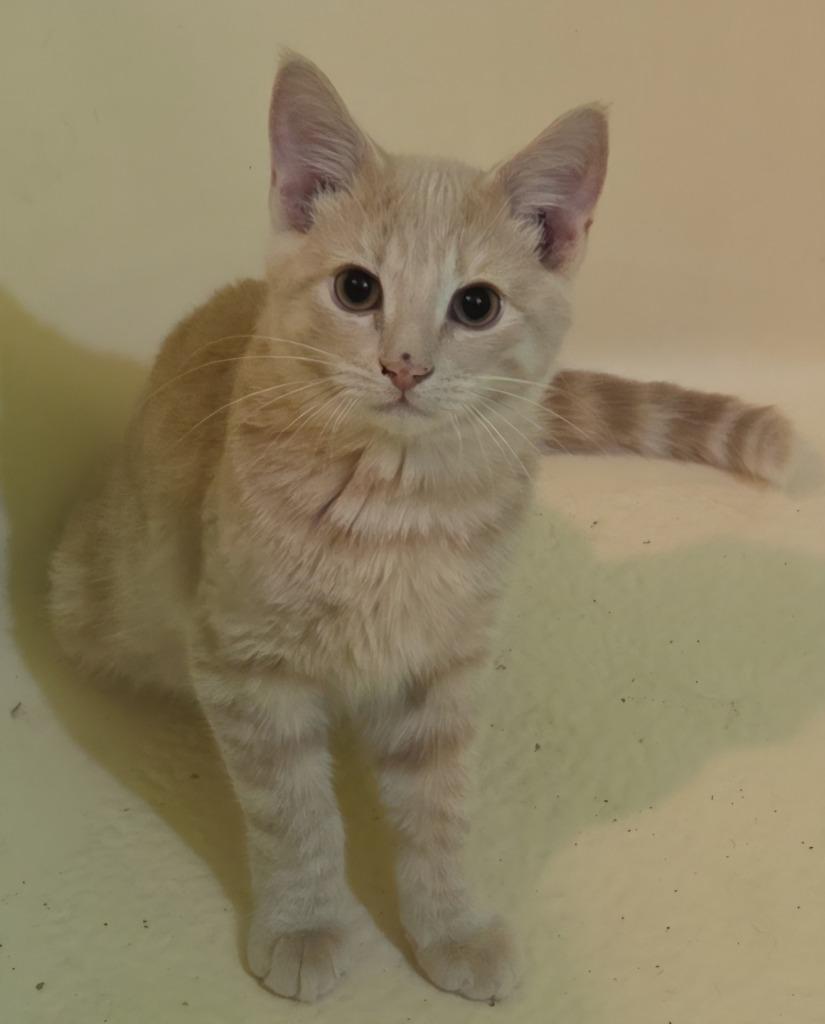 Enlarge Gucci, a Adopted Domestic Short Hair in Cloquet, MN image 1/3