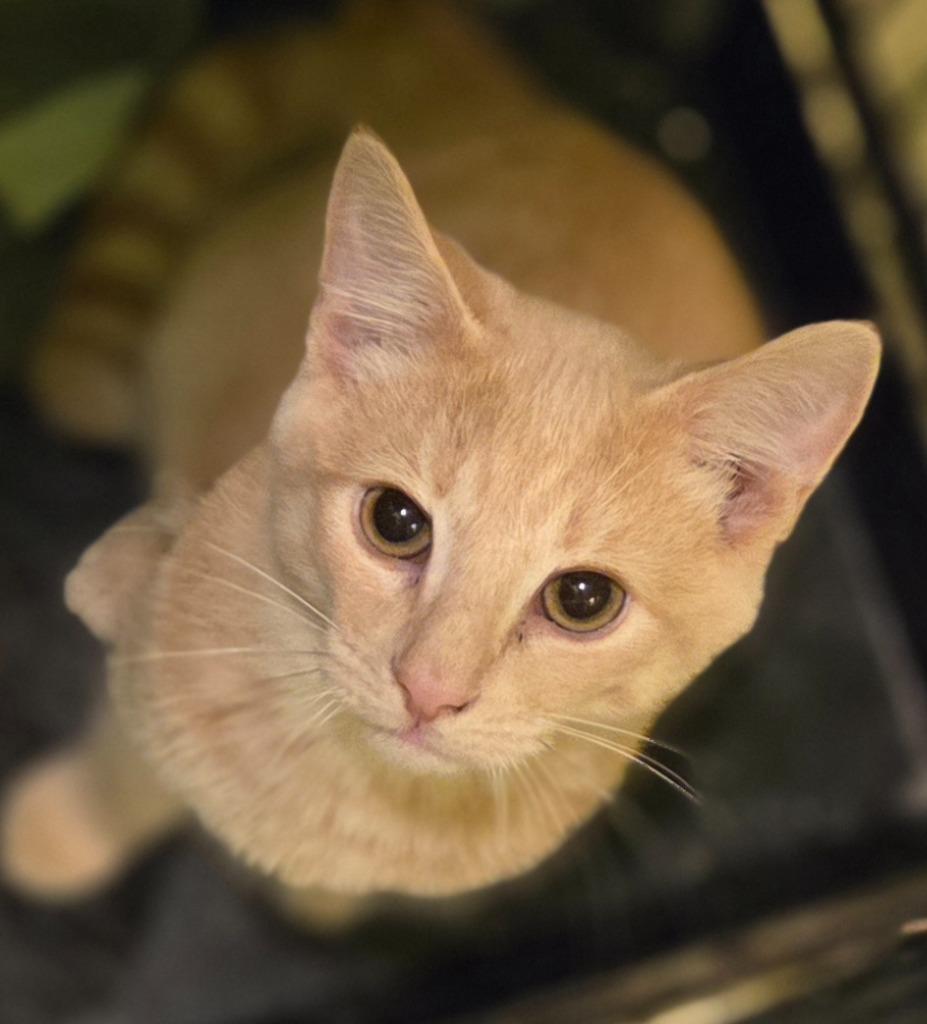 Enlarge Gucci, a Adopted Domestic Short Hair in Cloquet, MN image 2/3