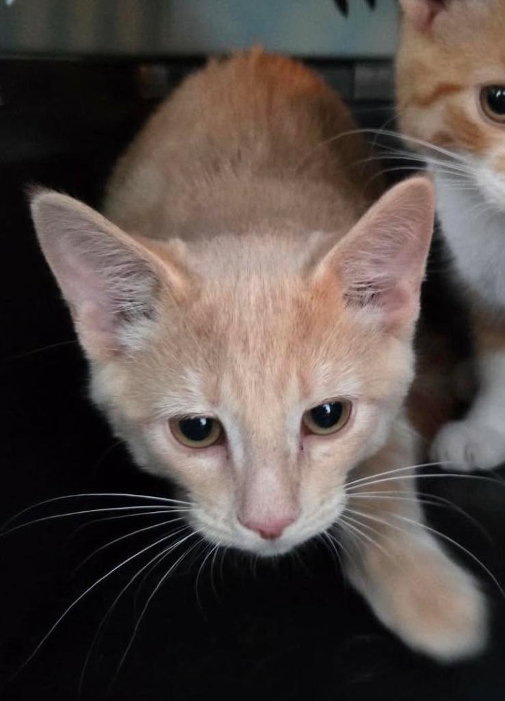 Enlarge Gucci, a Adopted Domestic Short Hair in Cloquet, MN image 3/3