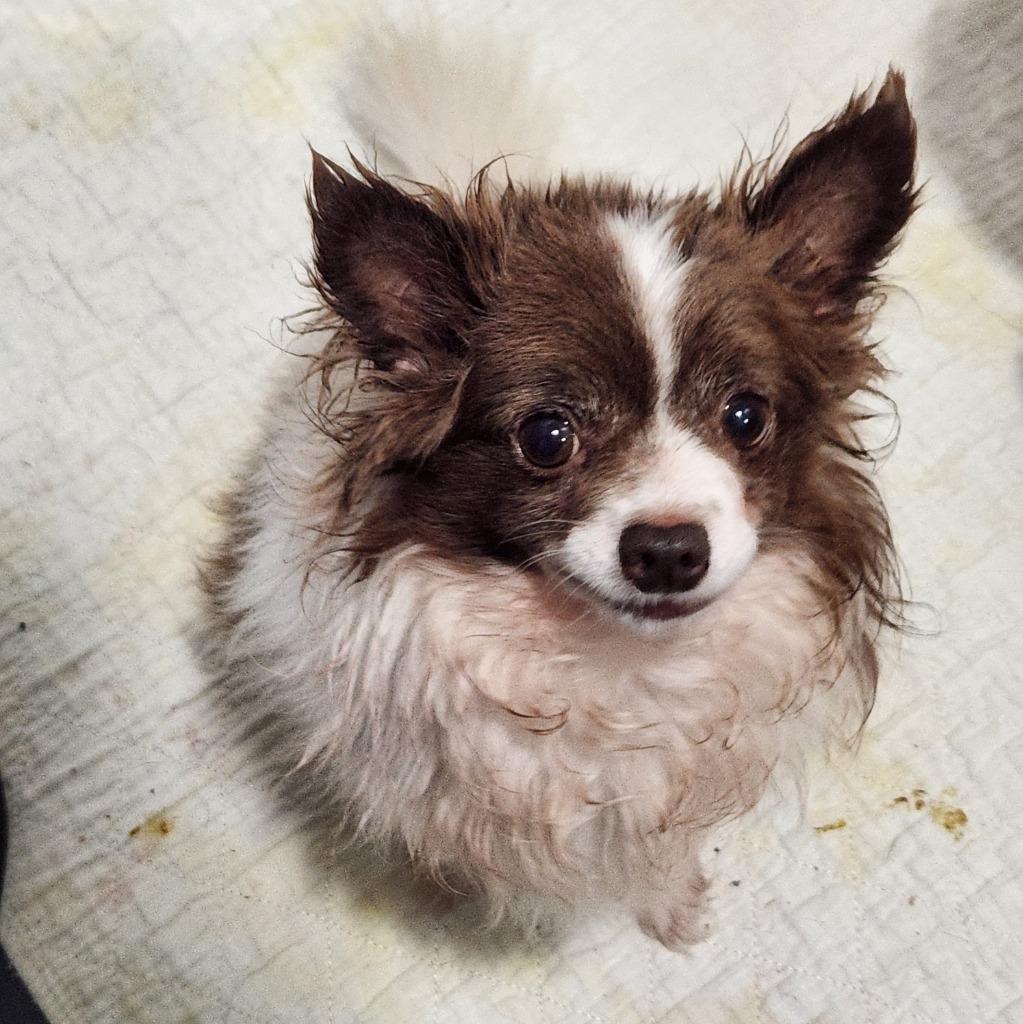 Enlarge Micky, a Adoptable Chihuahua in Walnutport, PA image 1/1