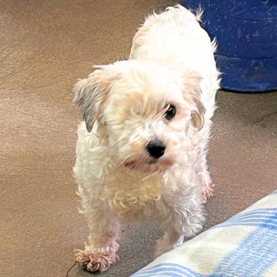Enlarge Annie, a ADOPTABLE Bichon Frise in Russellton, PA image 3/4