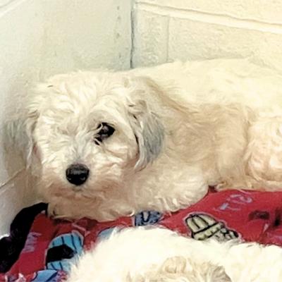 Enlarge Annie, a ADOPTABLE Bichon Frise in Russellton, PA image 2/4
