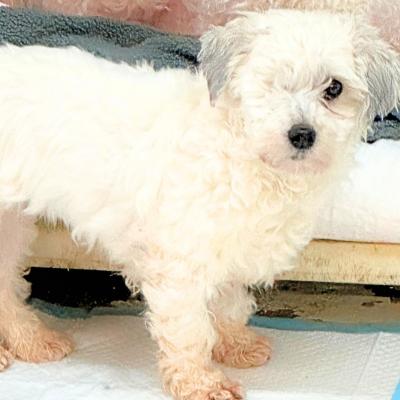 Annie, ADOPTABLE, Adult Female Bichon Frise.