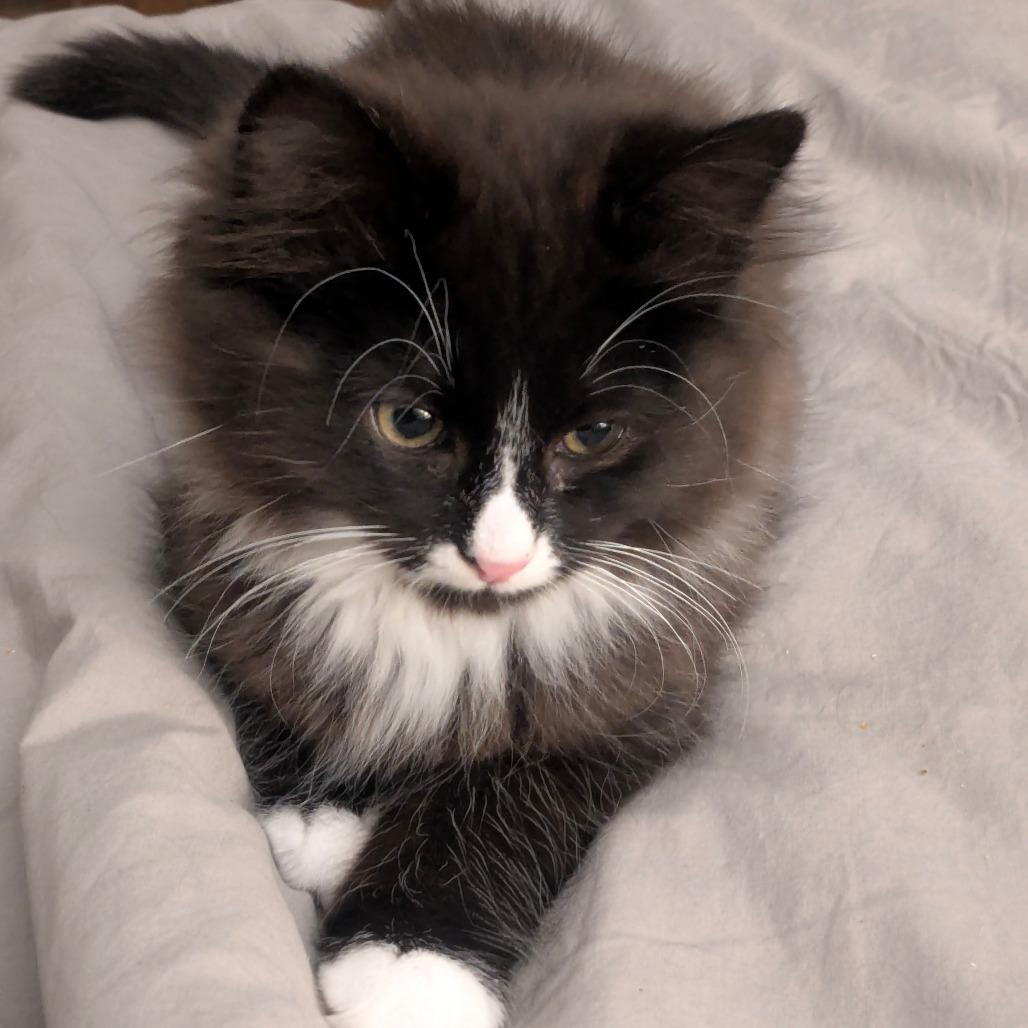Nanook, Adoptable, Kitten Male Domestic Medium Hair.