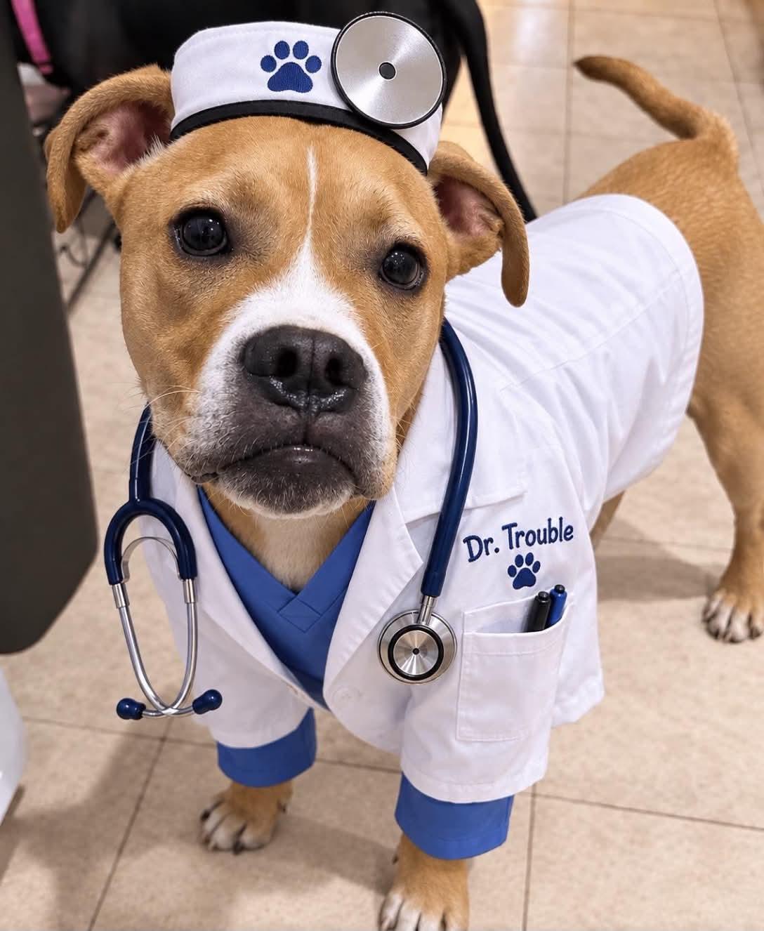 Dr. Trouble, Adoptable, Young Male Boxer & American Staffordshire Terrier.