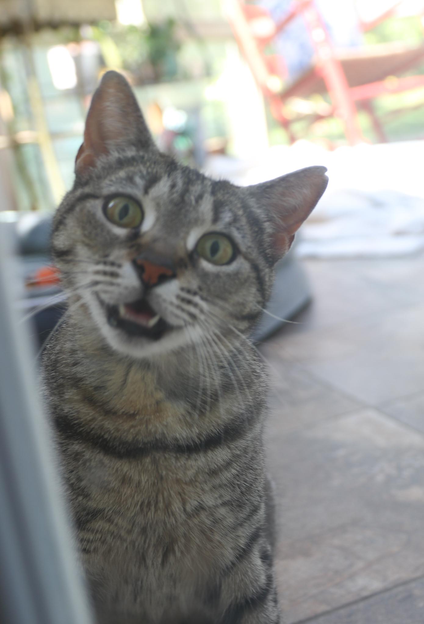 Enlarge Magnolia , an adoptable Domestic Short Hair in Haddon Heights, NJ image 6/6