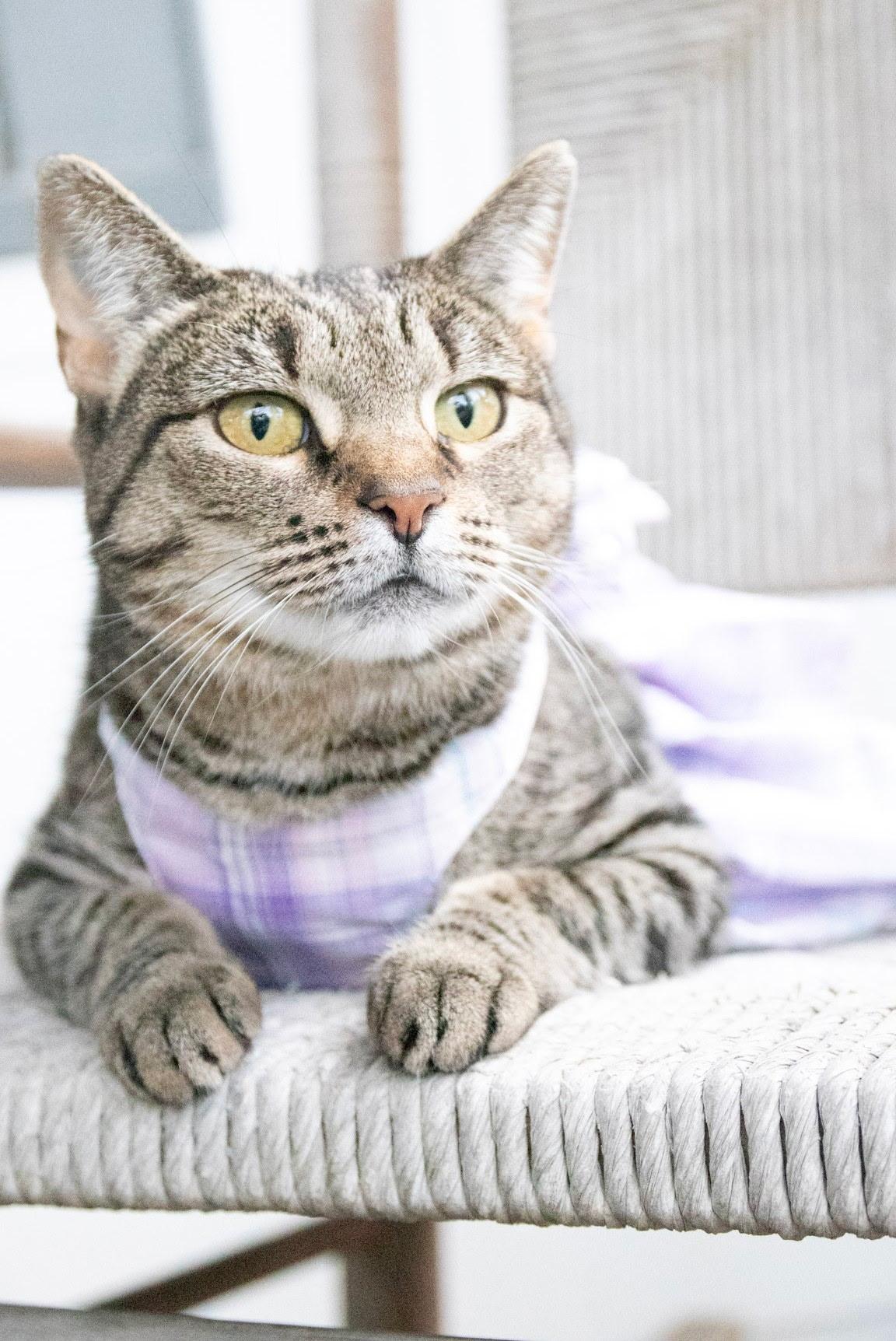 Enlarge Magnolia , a Adoptable Domestic Short Hair in Haddon Heights, NJ image 2/6