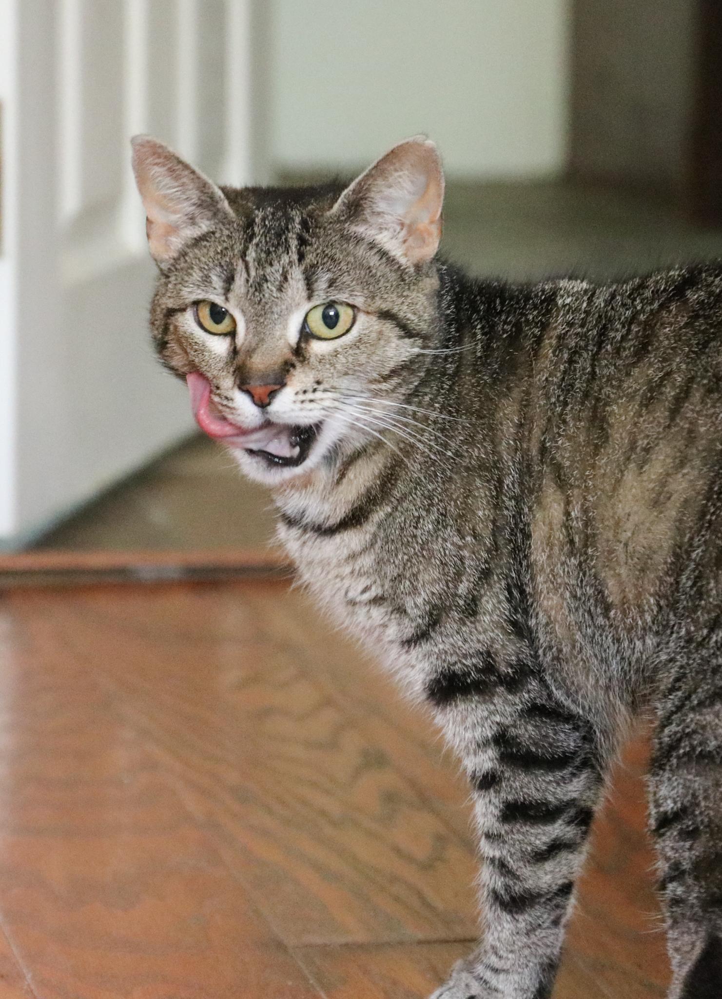 Enlarge Magnolia , an adoptable Domestic Short Hair in Haddon Heights, NJ image 4/6