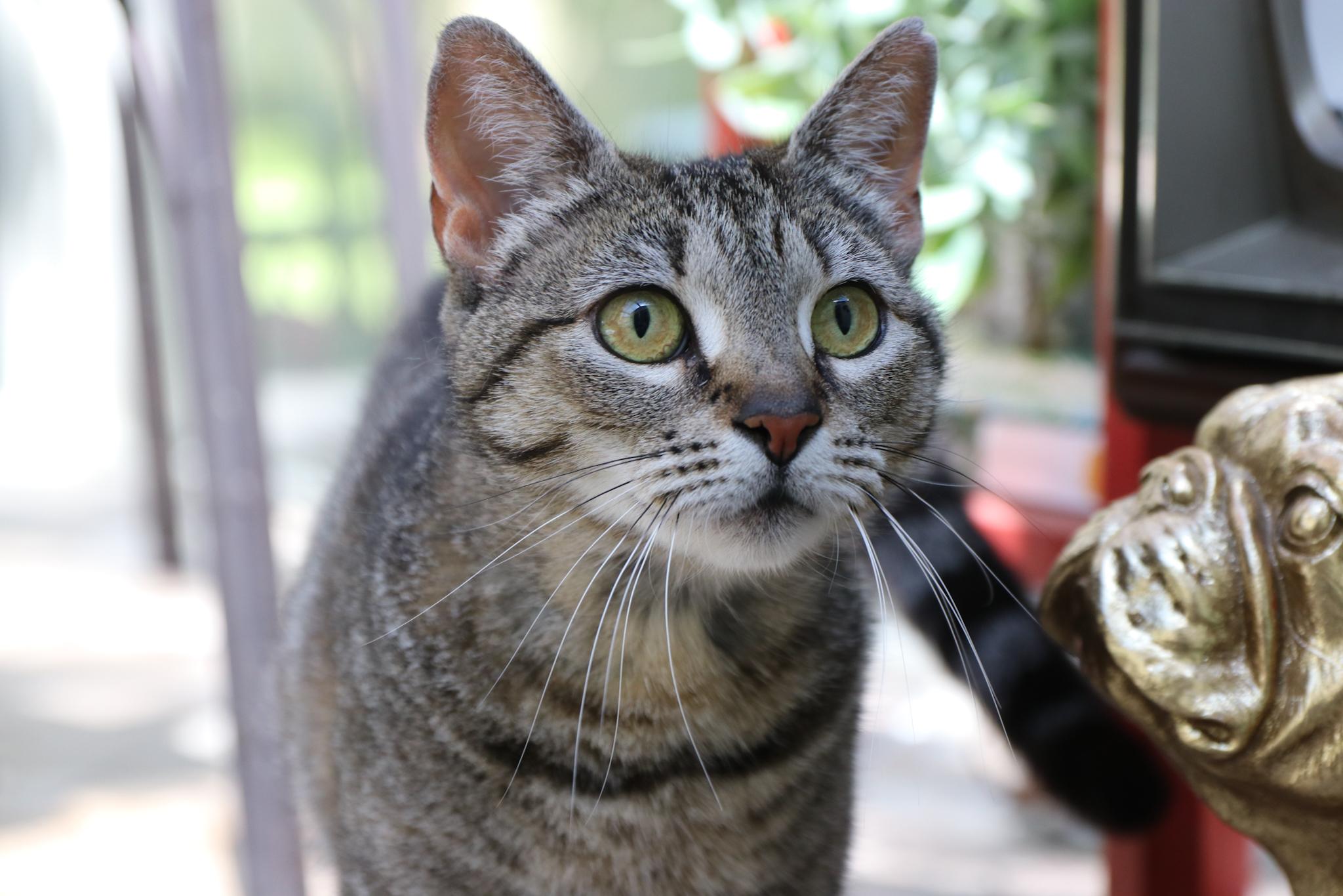 Magnolia , adoptable, Young Female Domestic Short Hair.