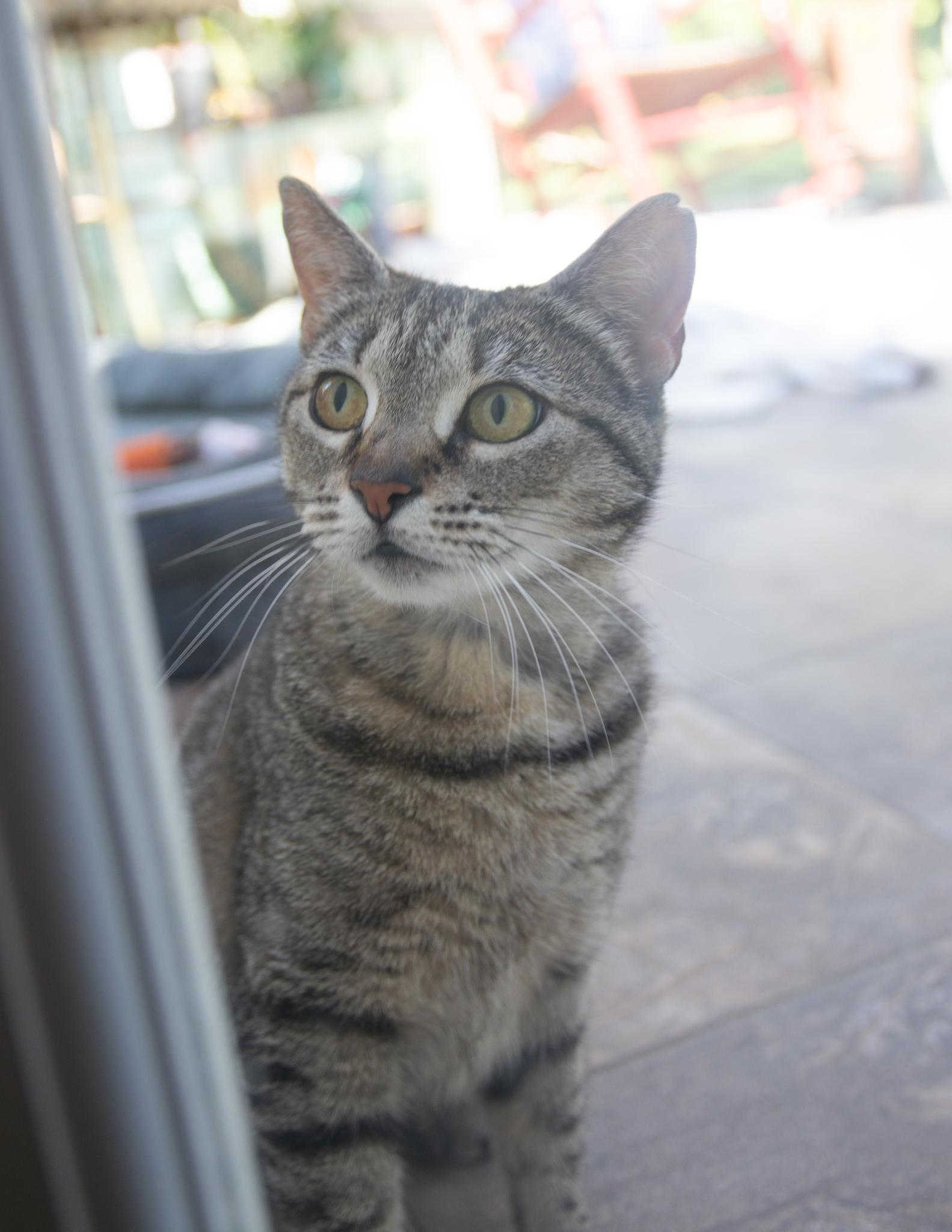 Enlarge Magnolia , an adoptable Domestic Short Hair in Haddon Heights, NJ image 5/6