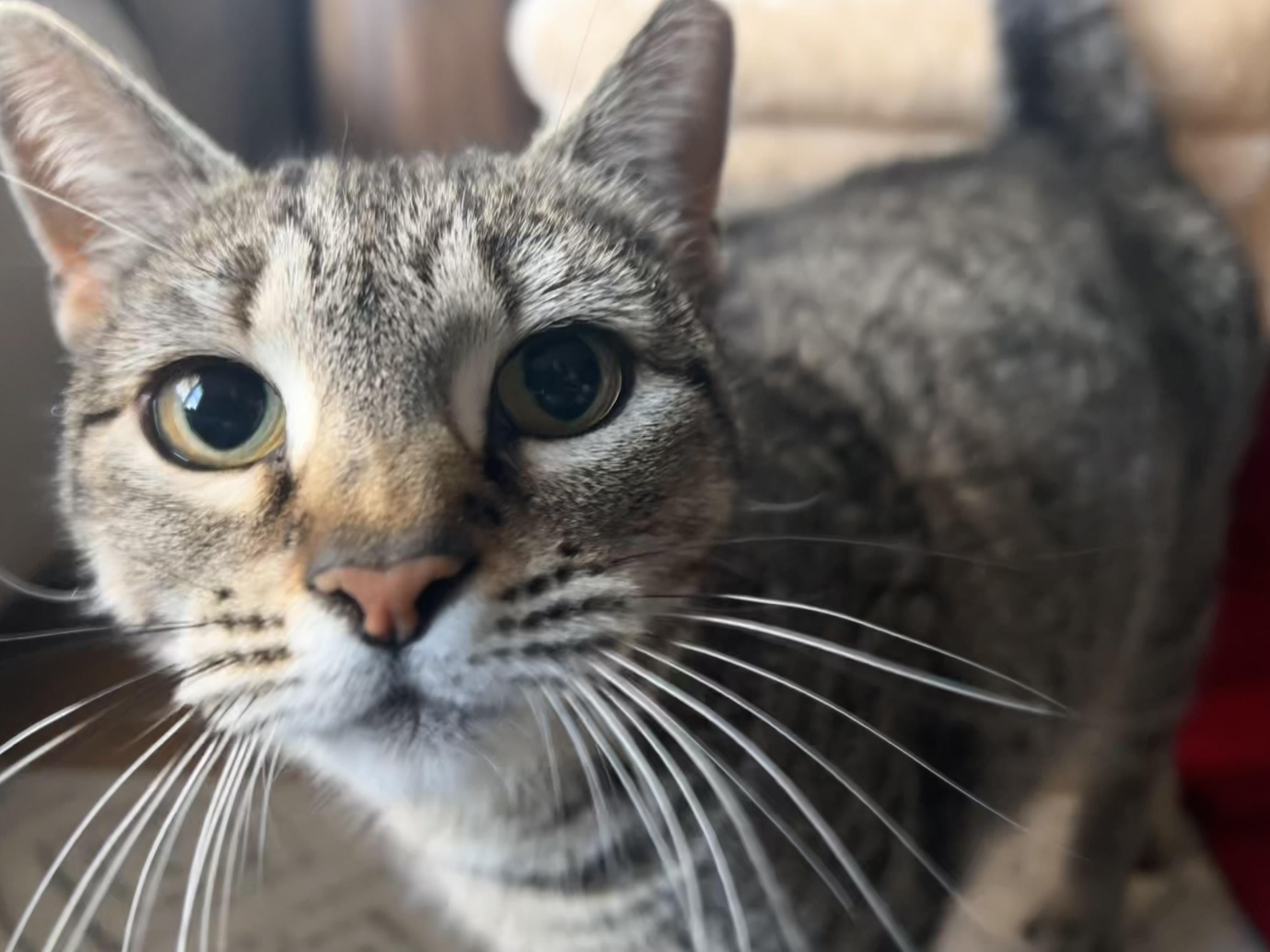 Enlarge Magnolia , an adoptable Domestic Short Hair in Haddon Heights, NJ image 3/6