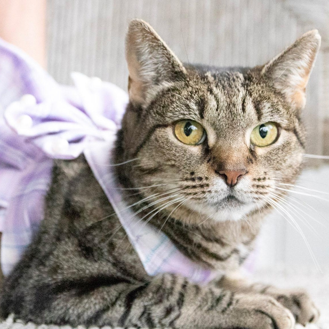 Enlarge Magnolia , a Adoptable Domestic Short Hair in Haddon Heights, NJ image 1/6