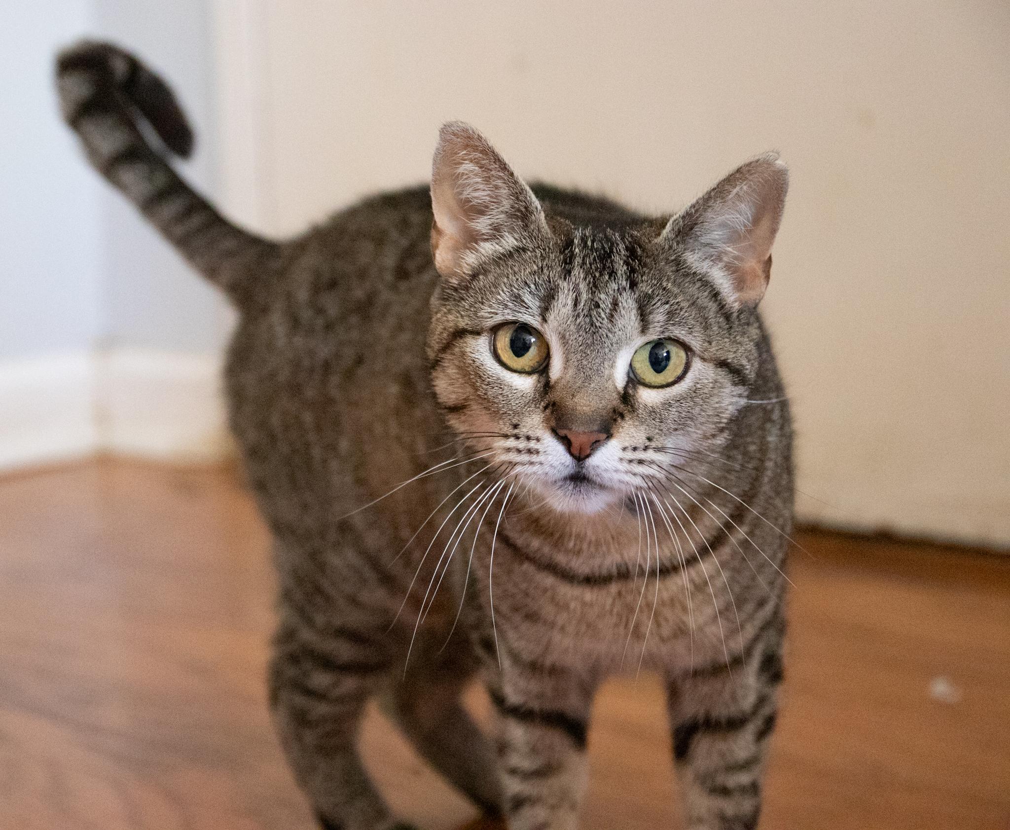 Magnolia , Adoptable, Young Female Domestic Short Hair.