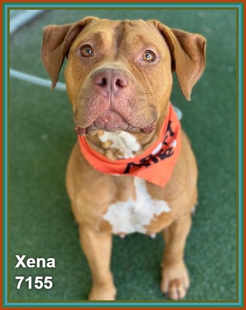 XENA, ADOPTABLE, Senior Female Pit Bull Terrier & American Staffordshire Terrier.