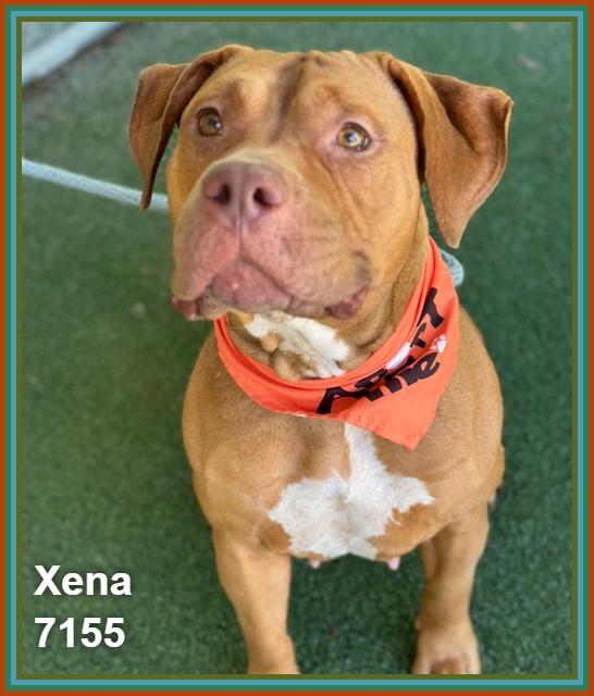 Enlarge XENA, a ADOPTABLE mixed breed in Marietta, GA image 3/6