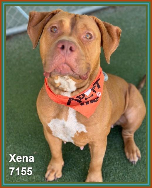 Enlarge XENA, a ADOPTABLE mixed breed in Marietta, GA image 6/6