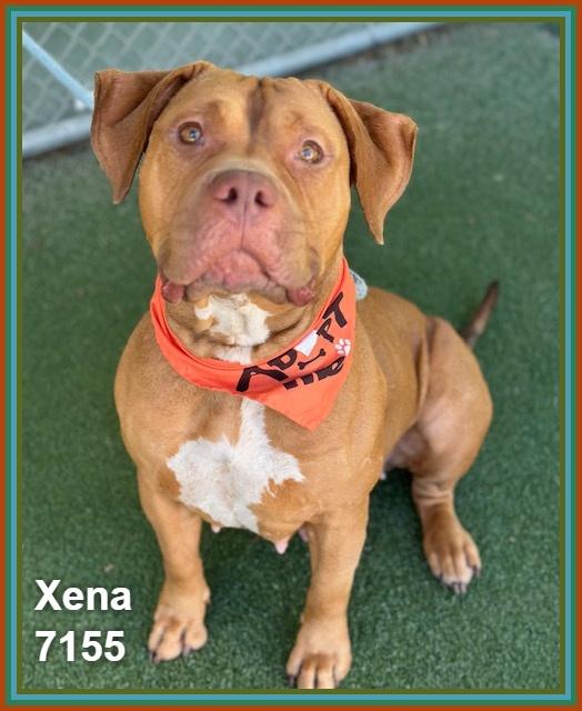 Enlarge XENA, a ADOPTABLE mixed breed in Marietta, GA image 5/6