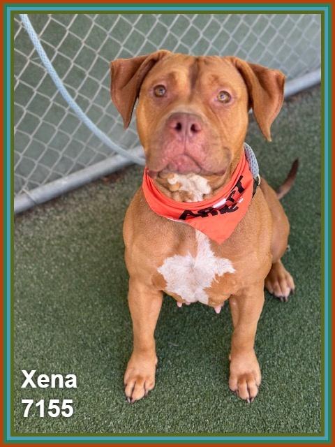 Enlarge XENA, a ADOPTABLE mixed breed in Marietta, GA image 2/6