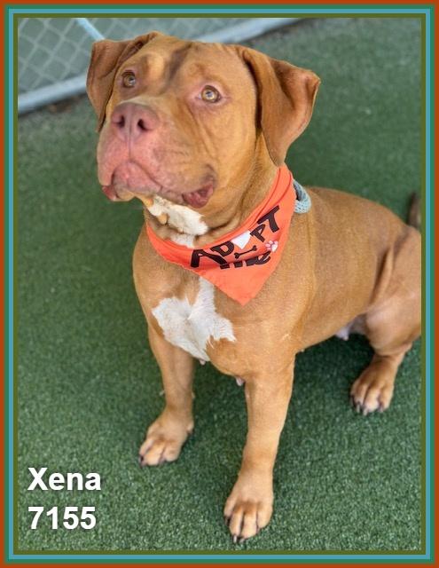 Enlarge XENA, a ADOPTABLE mixed breed in Marietta, GA image 4/6