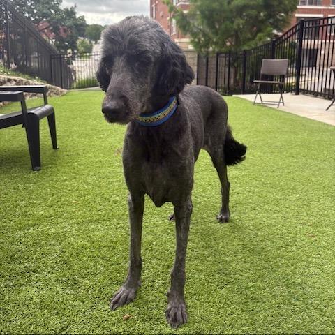 Macy, Adoptable, Senior Female Standard Poodle & Golden Retriever.