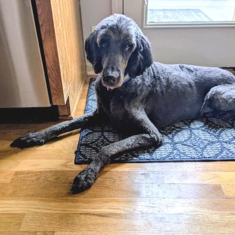 Macy, a Adoptable mixed breed in Kansas City, MO image 2/5