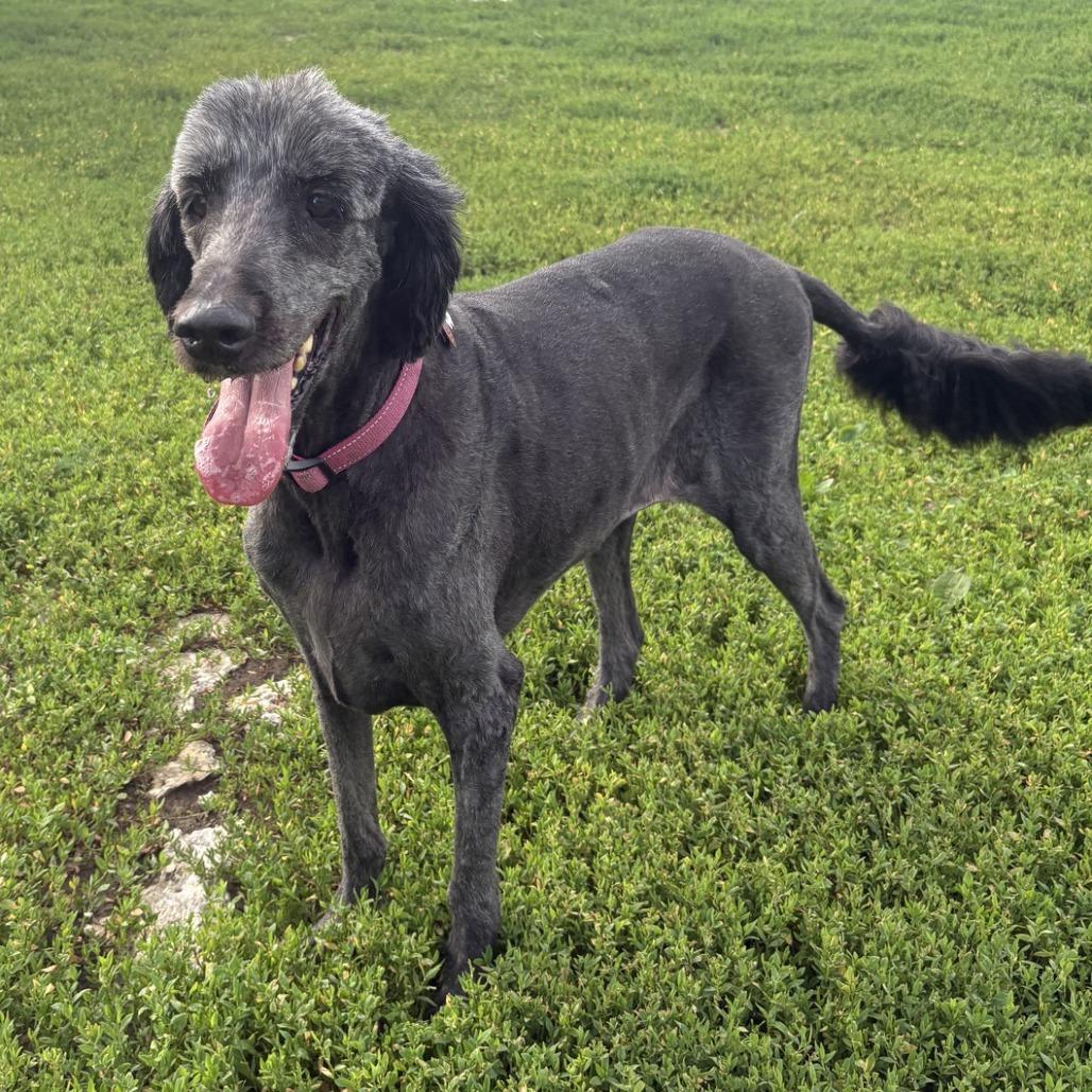 Macy, a Adoptable mixed breed in Kansas City, MO image 3/5