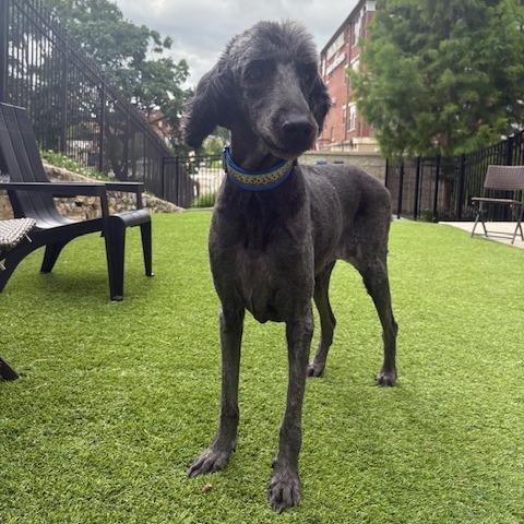 Macy, a Adoptable mixed breed in Kansas City, MO image 4/5