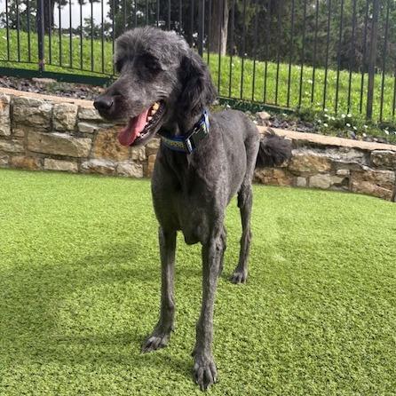 Macy, a Adoptable mixed breed in Kansas City, MO image 5/5