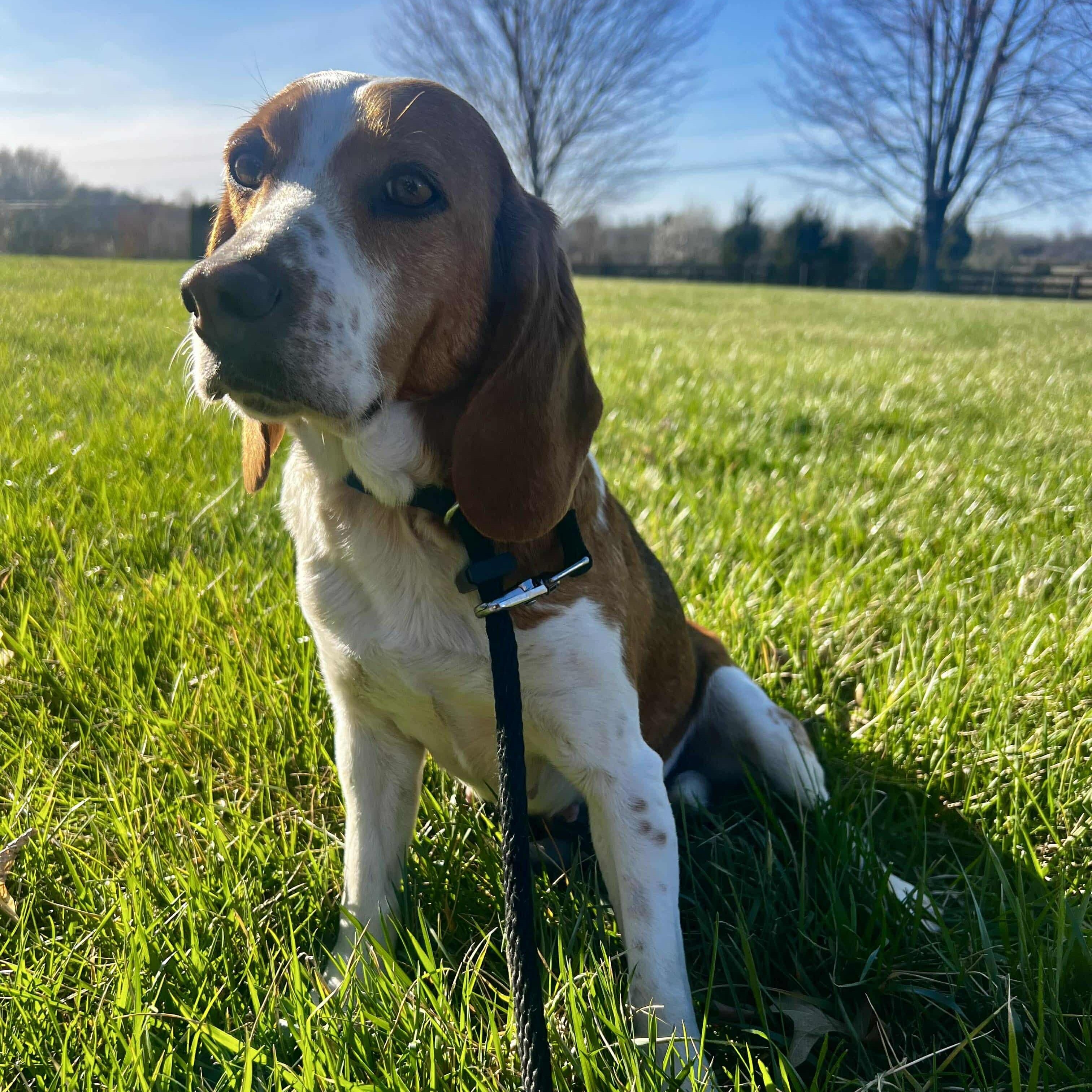 Enlarge Tagalong, an adoptable Beagle in Stoughton, MA image 1/6