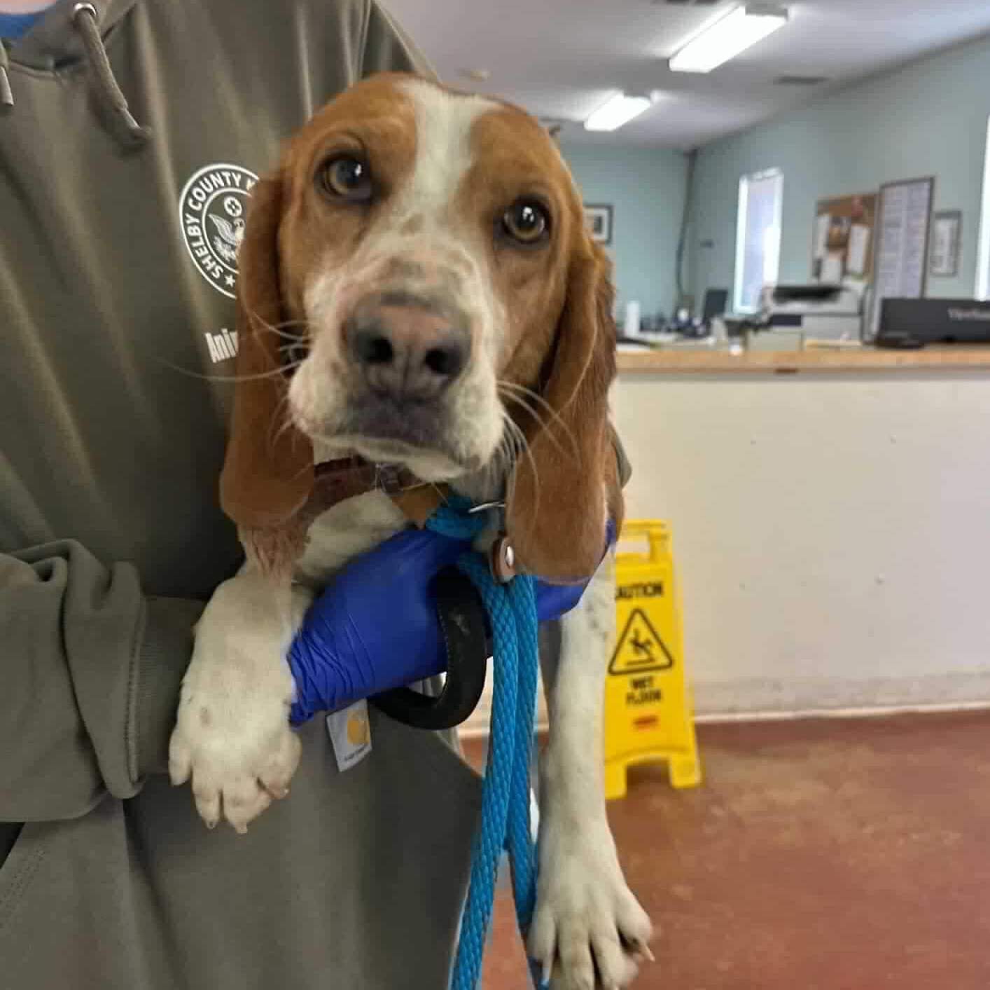 Enlarge Tagalong, an adoptable Beagle in Stoughton, MA image 5/6