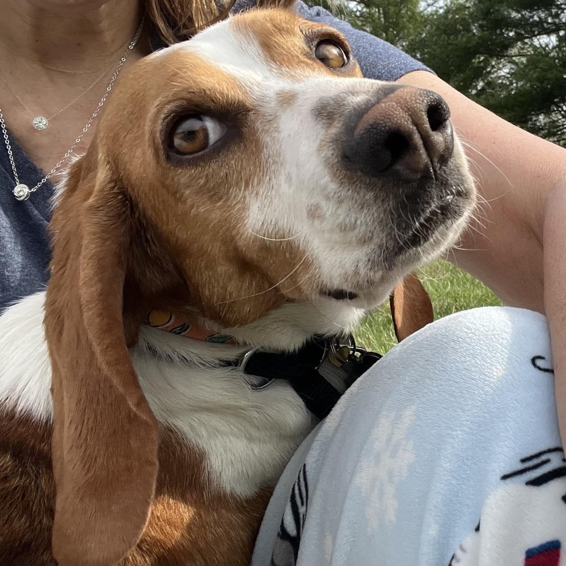 Enlarge Tagalong, an adoptable Beagle in Stoughton, MA image 4/6
