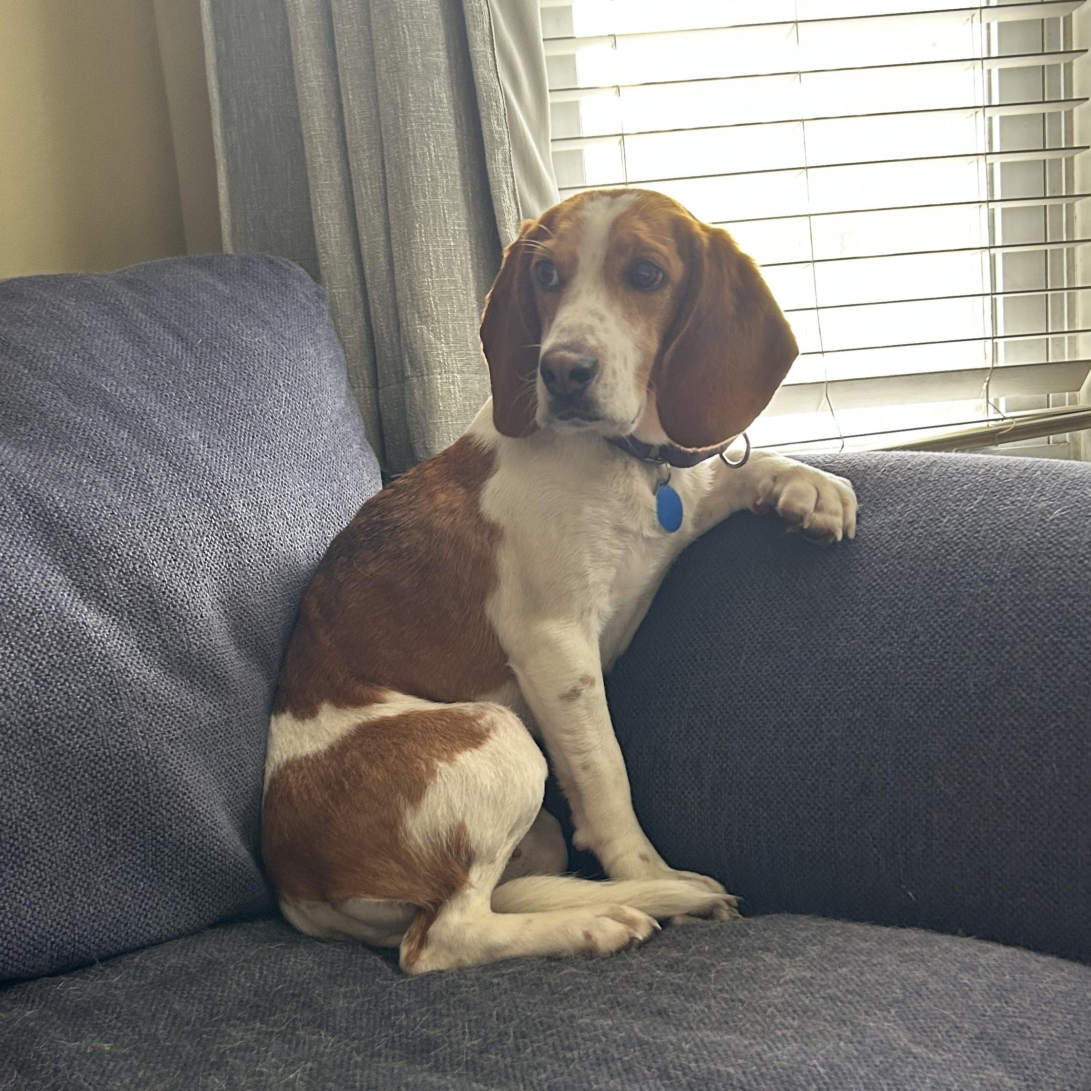 Enlarge Tagalong, an adoptable Beagle in Stoughton, MA image 3/6