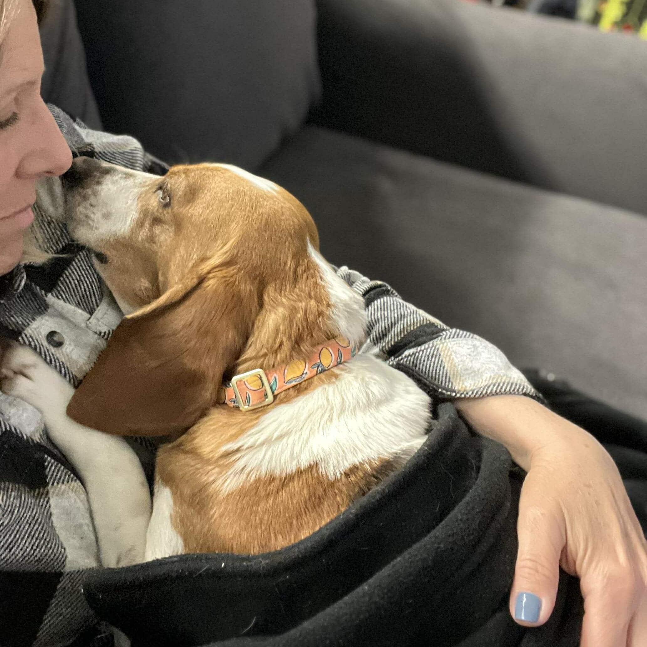 Enlarge Tagalong, an adoptable Beagle in Stoughton, MA image 6/6